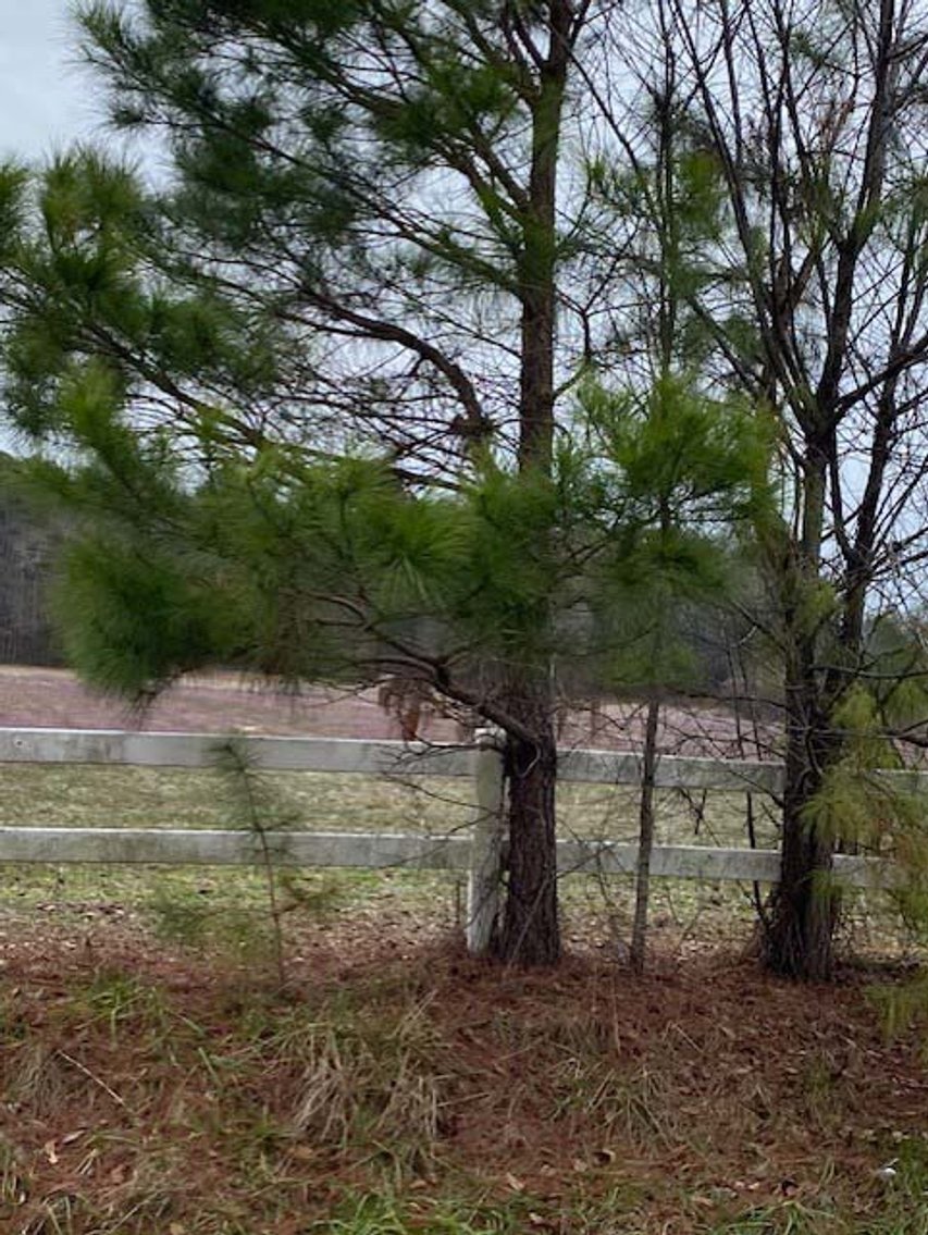 Image for 75+/- Acres in Johnston County Online/Live/Simulcast April Multi-Parcel Auction!