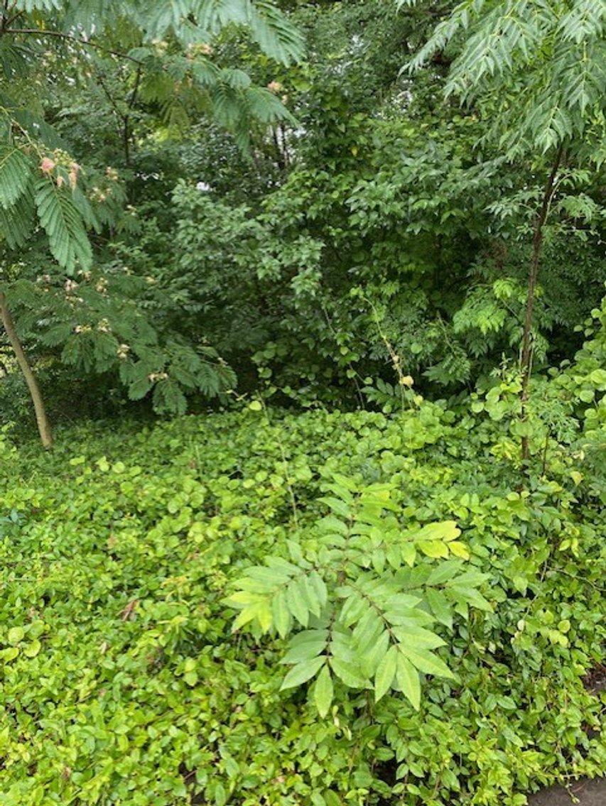 Image for 10 Lots in Goldsboro  offered at Public Auction!