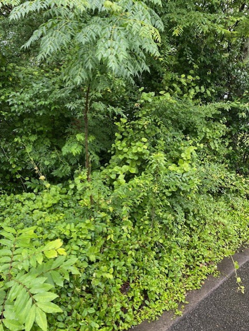 Image for 10 Lots in Goldsboro  offered at Public Auction!