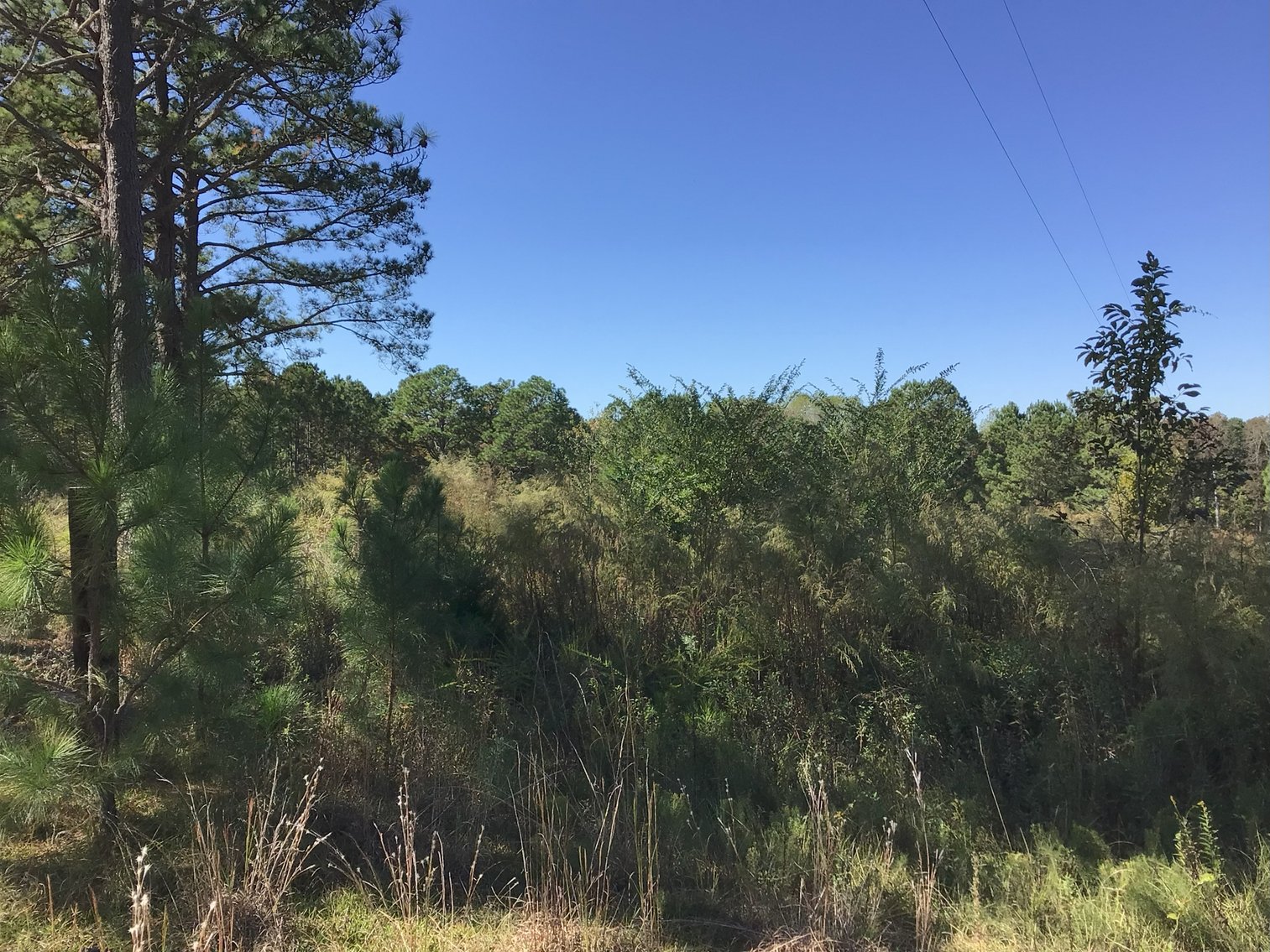 Image for Approx. 300 Acres Divided into 4 tracts and a Home in Harnett County!
