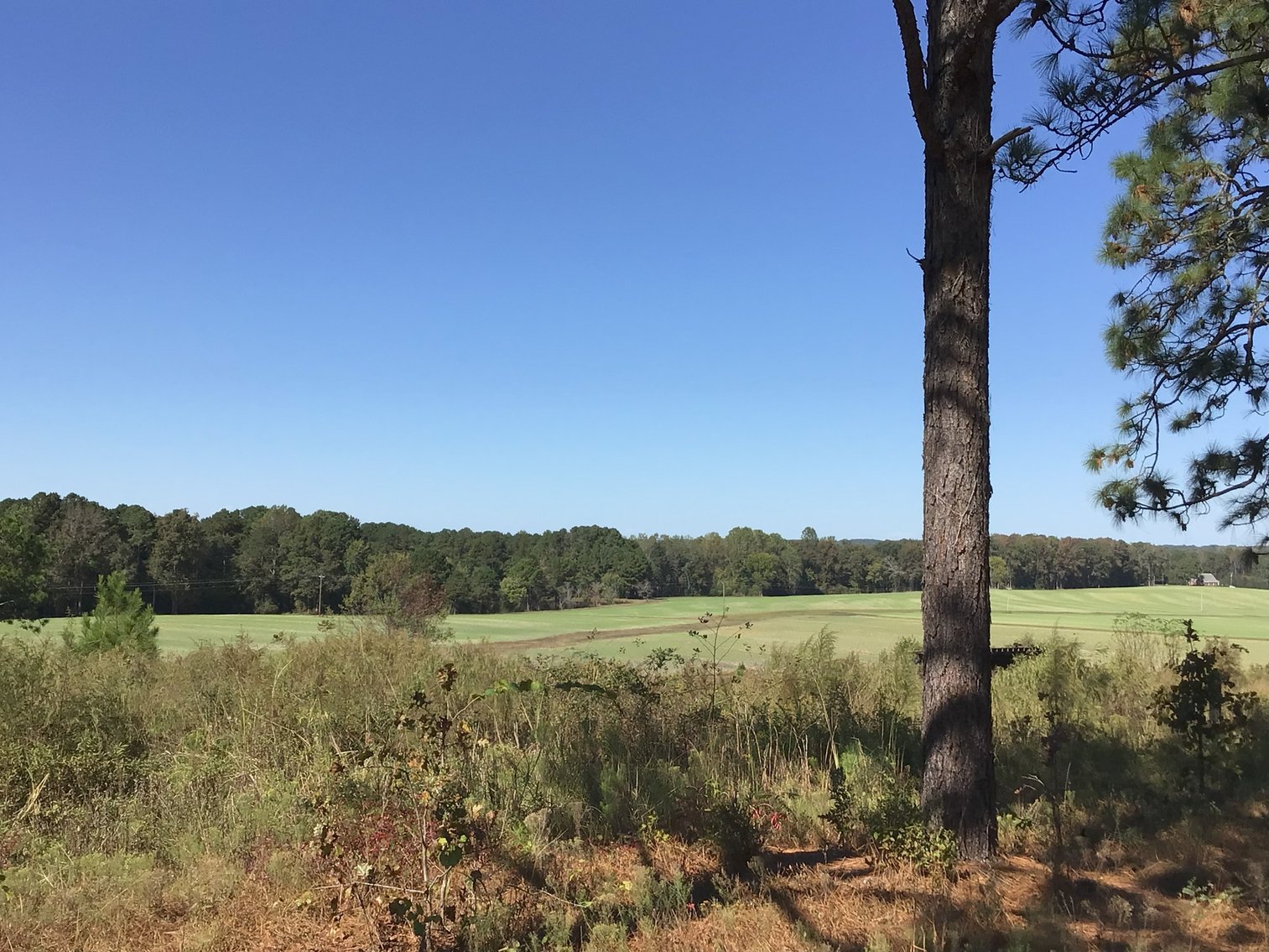Image for Approx. 300 Acres Divided into 4 tracts and a Home in Harnett County!
