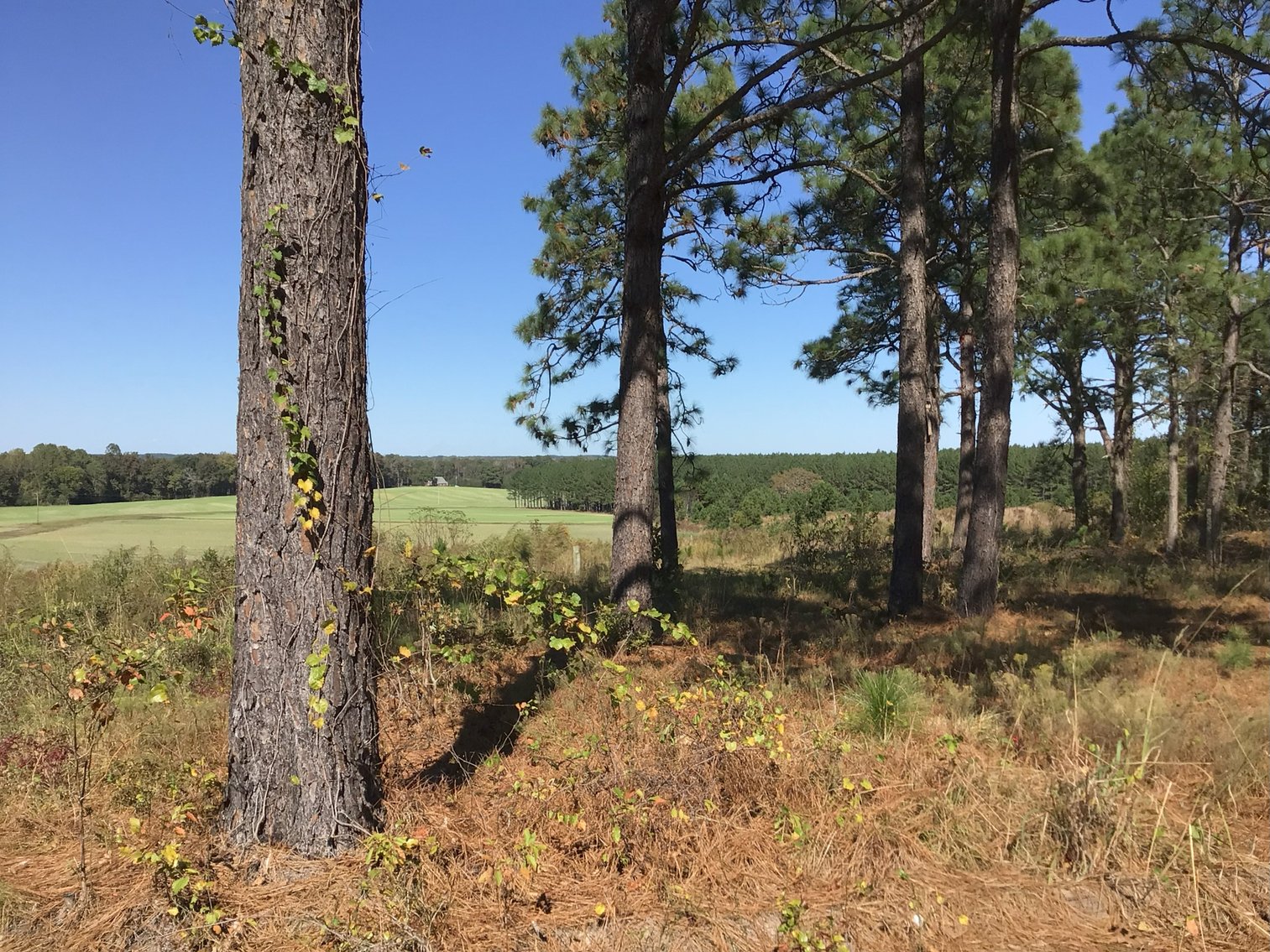 Image for Approx. 300 Acres Divided into 4 tracts and a Home in Harnett County!