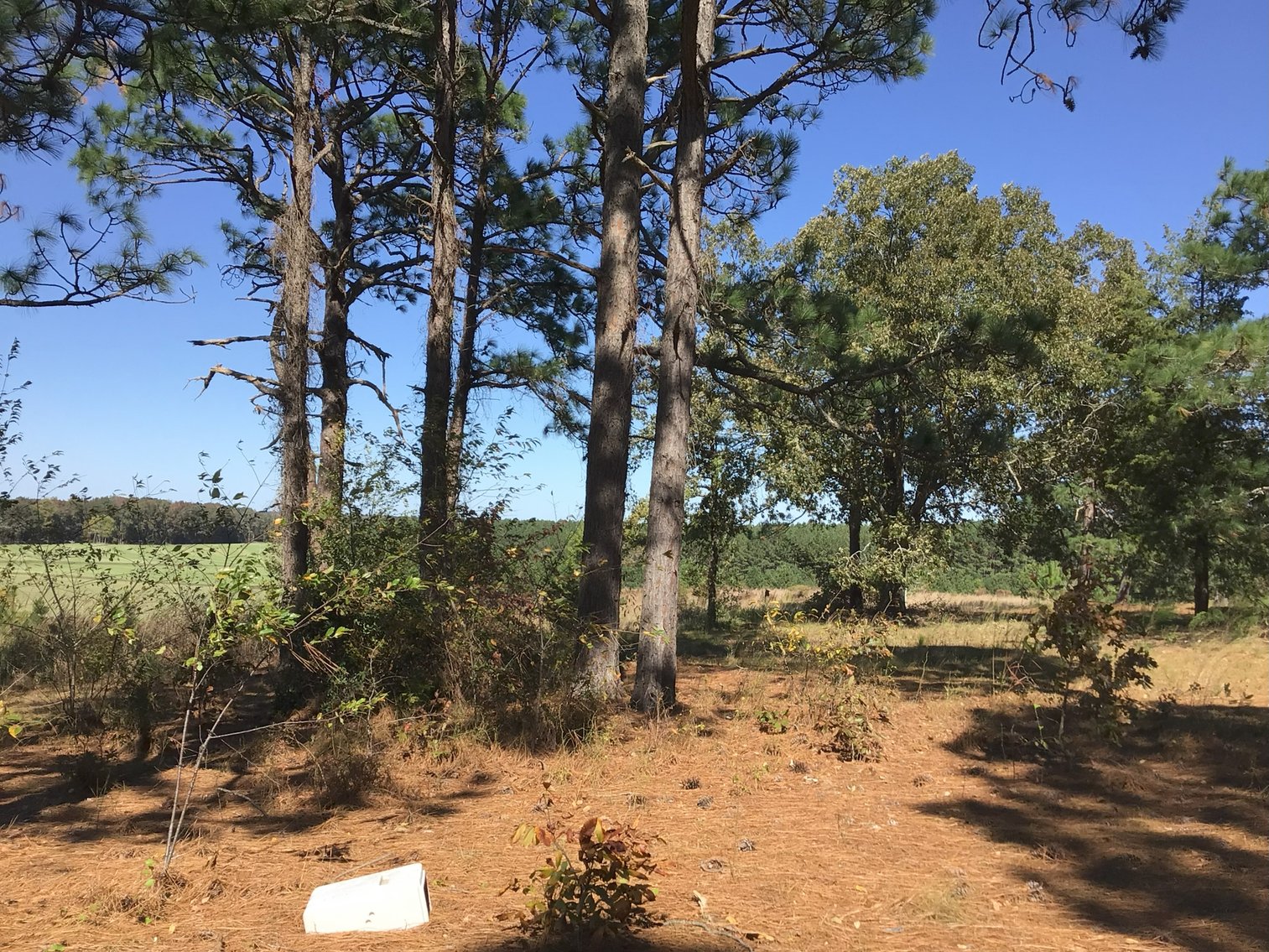 Image for Approx. 300 Acres Divided into 4 tracts and a Home in Harnett County!