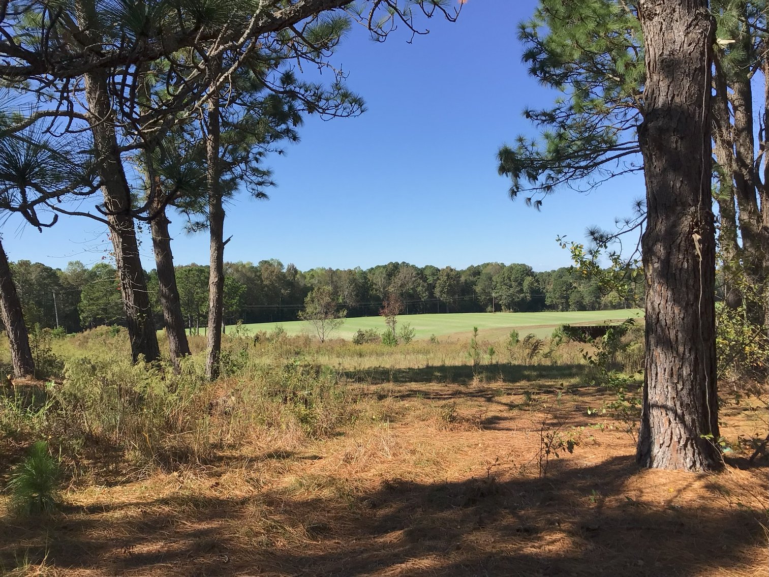 Image for Approx. 300 Acres Divided into 4 tracts and a Home in Harnett County!