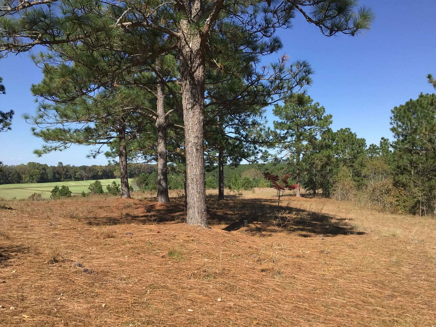 Image for Approx. 300 Acres Divided into 4 tracts and a Home in Harnett County!