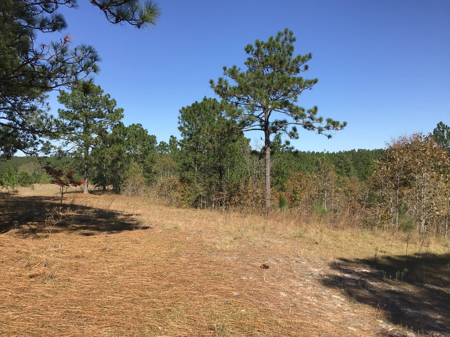 Image for Approx. 300 Acres Divided into 4 tracts and a Home in Harnett County!