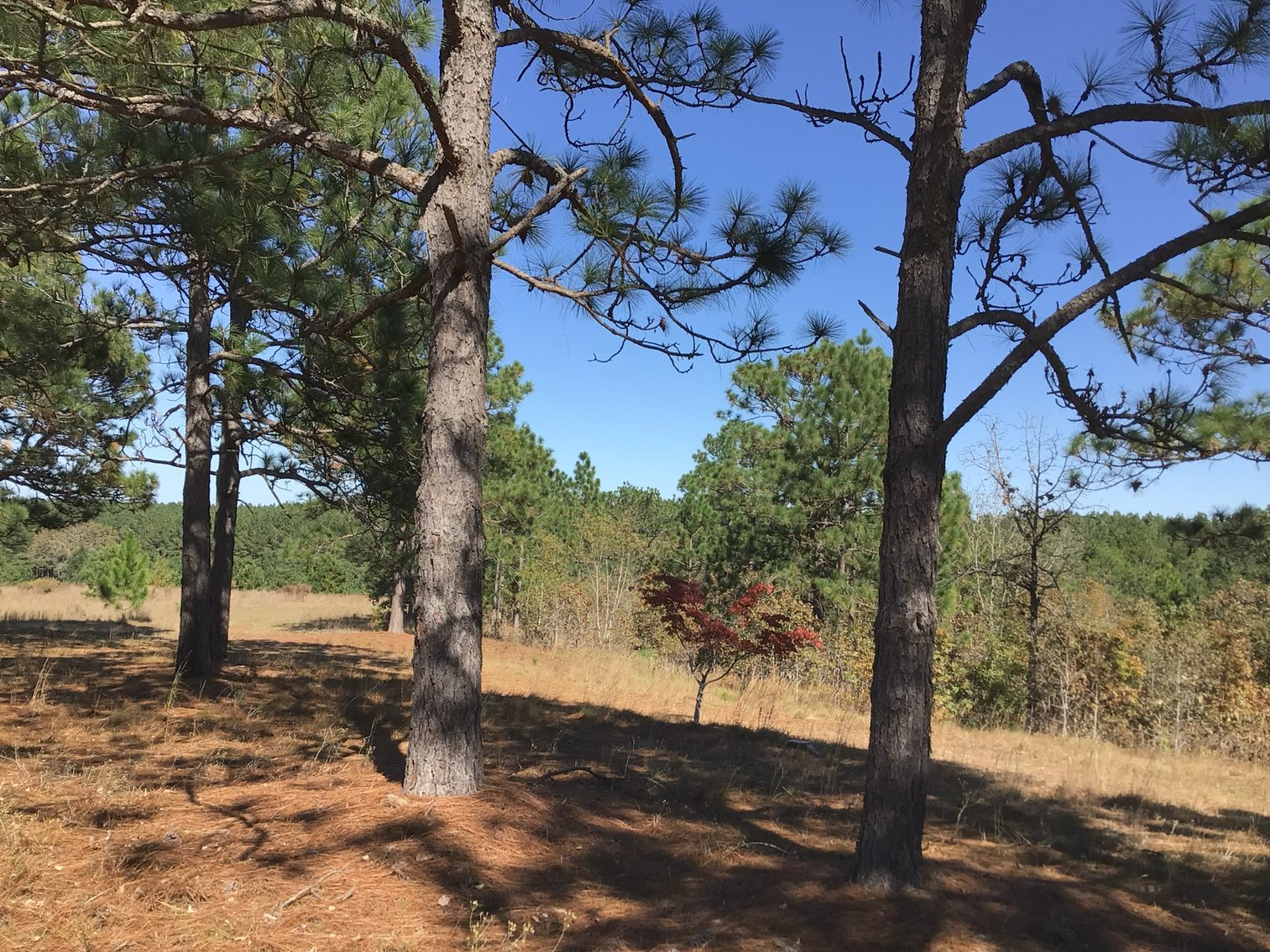 Image for Approx. 300 Acres Divided into 4 tracts and a Home in Harnett County!