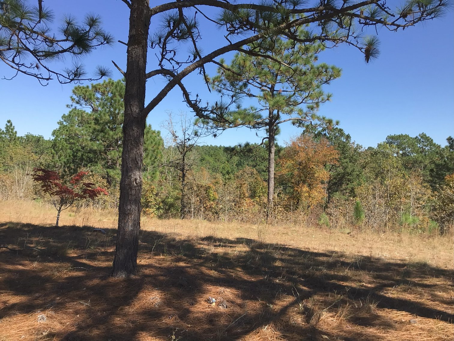 Image for Approx. 300 Acres Divided into 4 tracts and a Home in Harnett County!