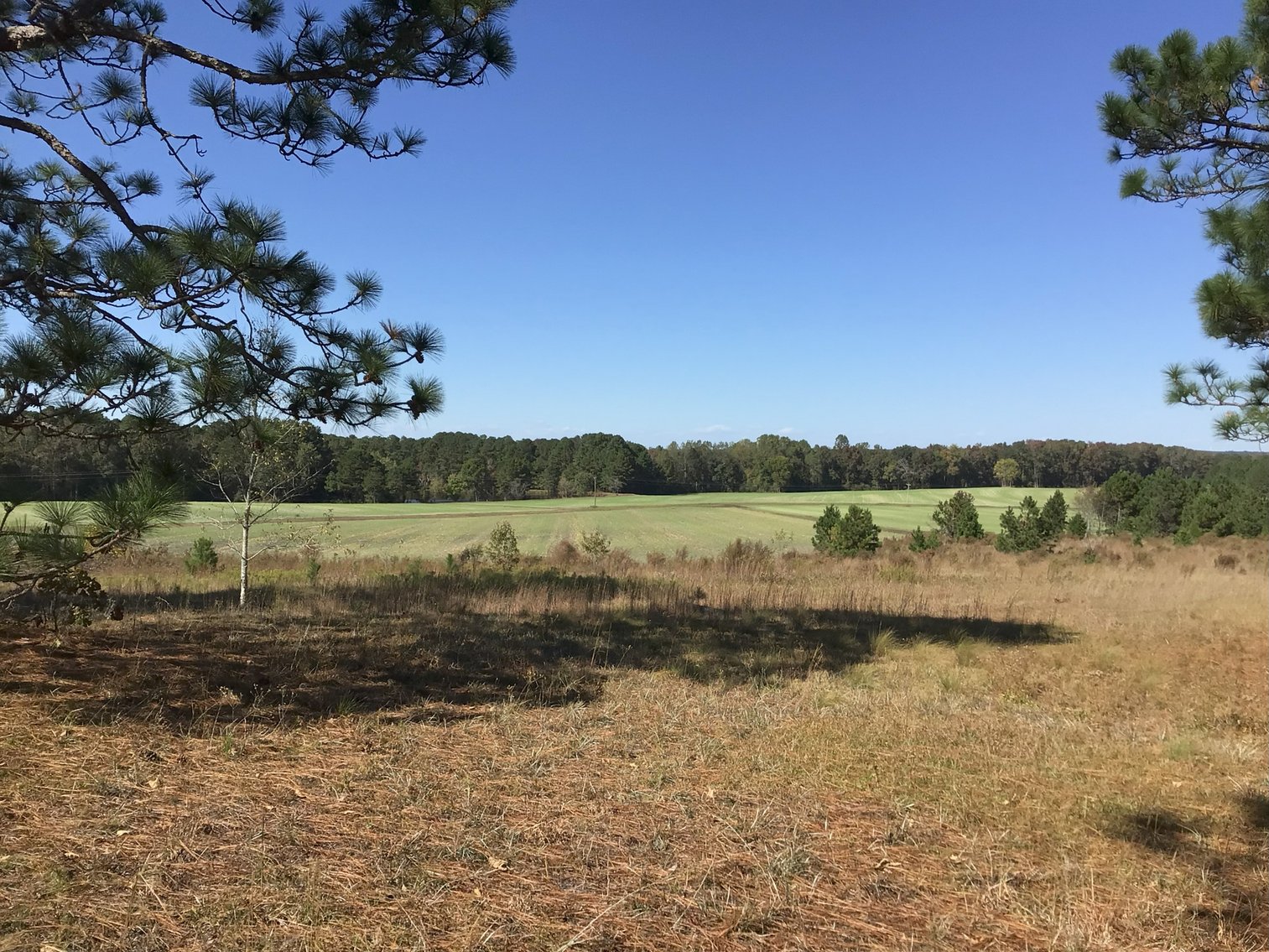 Image for Approx. 300 Acres Divided into 4 tracts and a Home in Harnett County!