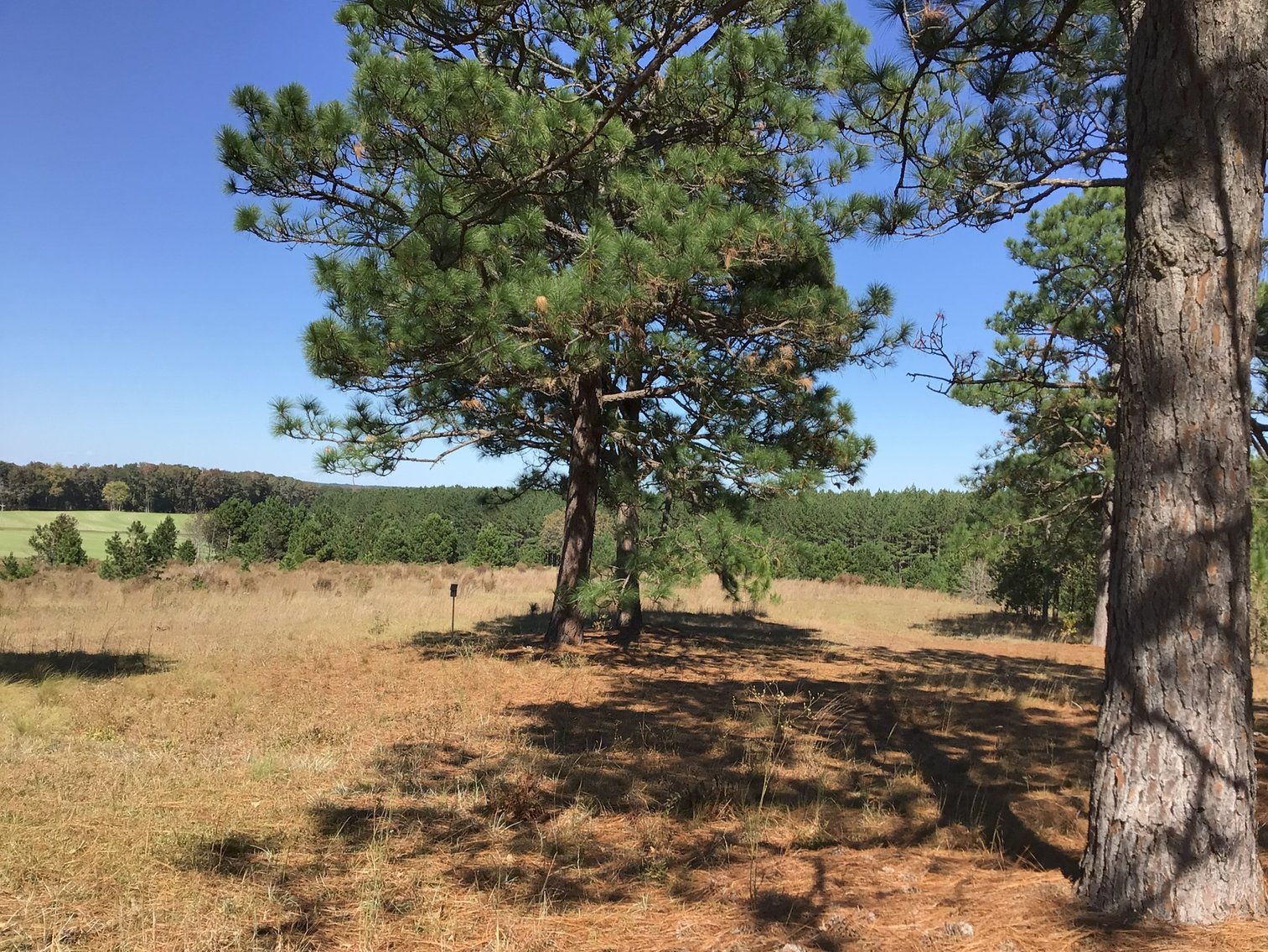 Image for Approx. 300 Acres Divided into 4 tracts and a Home in Harnett County!