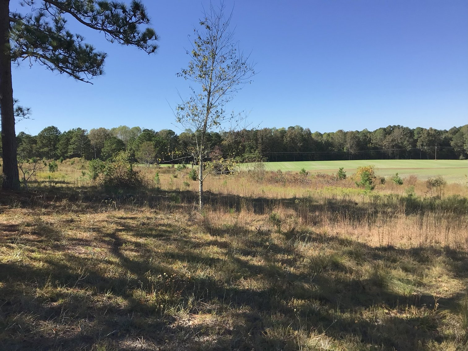 Image for Approx. 300 Acres Divided into 4 tracts and a Home in Harnett County!