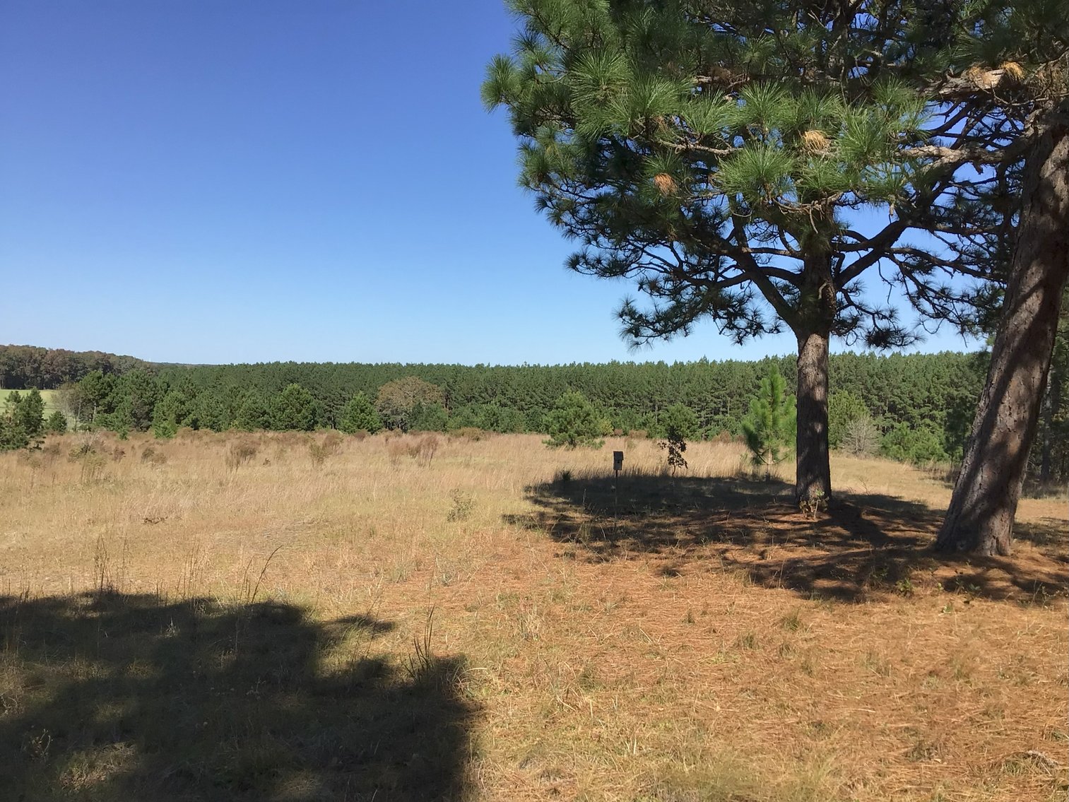 Image for Approx. 300 Acres Divided into 4 tracts and a Home in Harnett County!