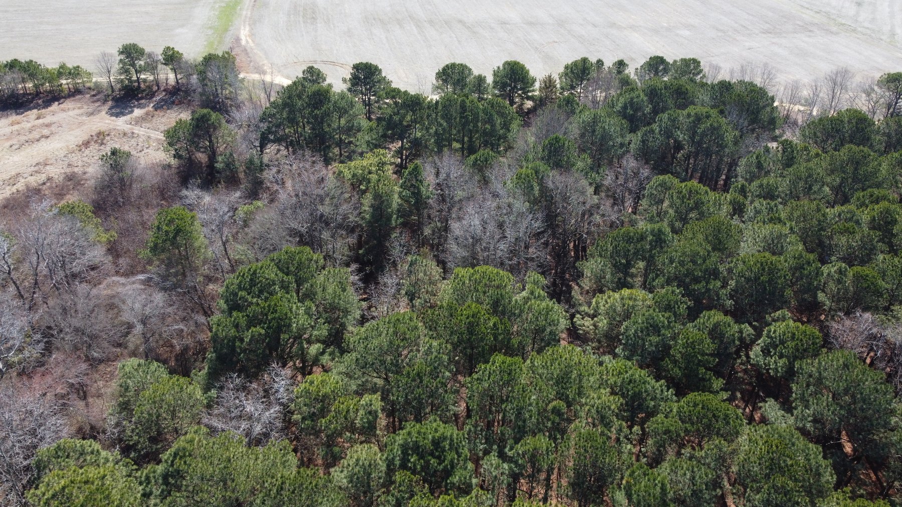 Image for Beautiful Tracts of Land between Coats and Dunn to be Divided!