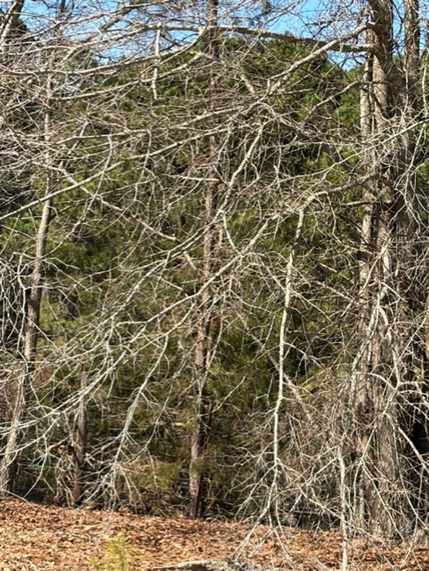 Image for Beautiful Tracts of Land between Coats and Dunn to be Divided!