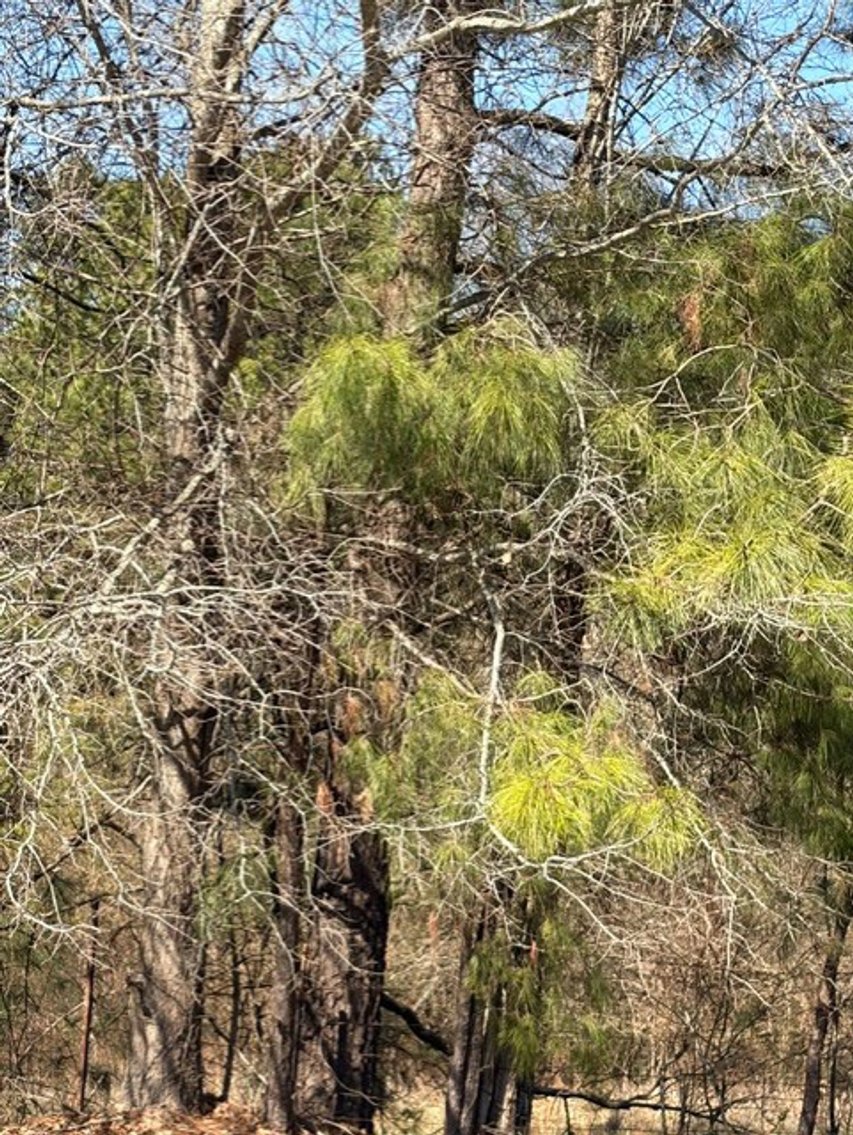 Image for Beautiful Tracts of Land between Coats and Dunn to be Divided!