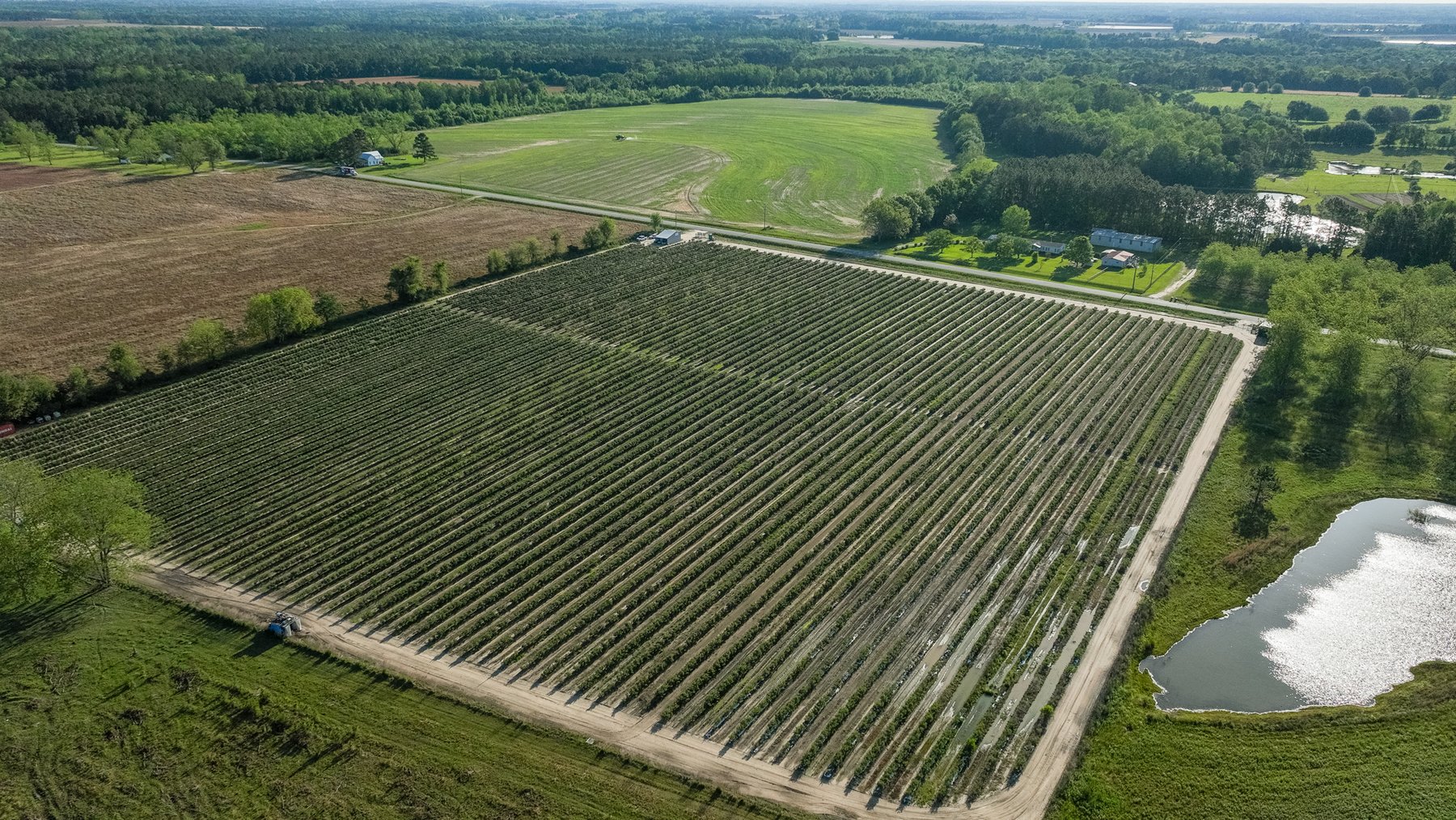 Image for Commercial Blueberry Farm on 18.28+/- Acres - Colquitt County, Georgia