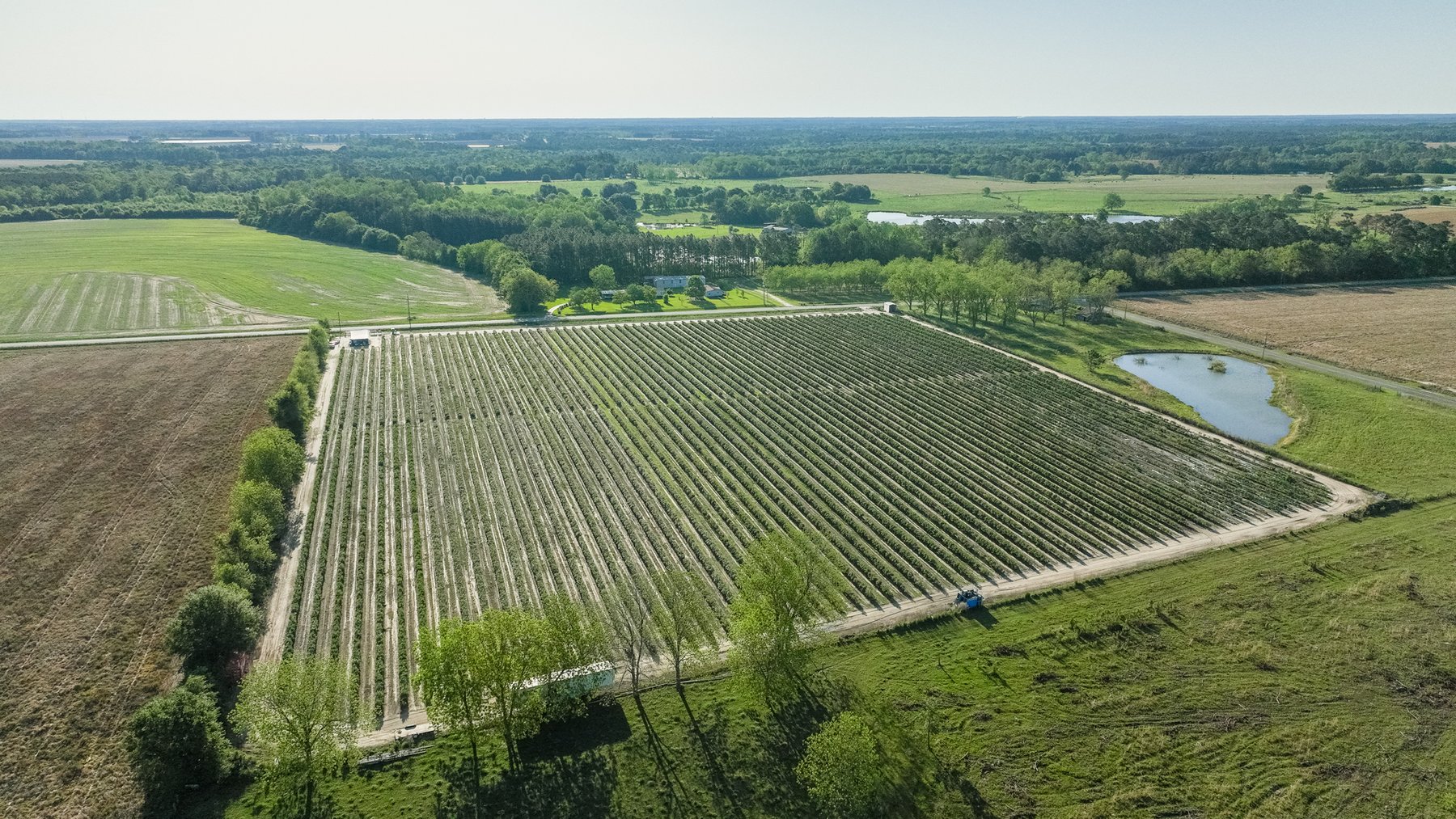 Image for Commercial Blueberry Farm on 18.28+/- Acres - Colquitt County, Georgia
