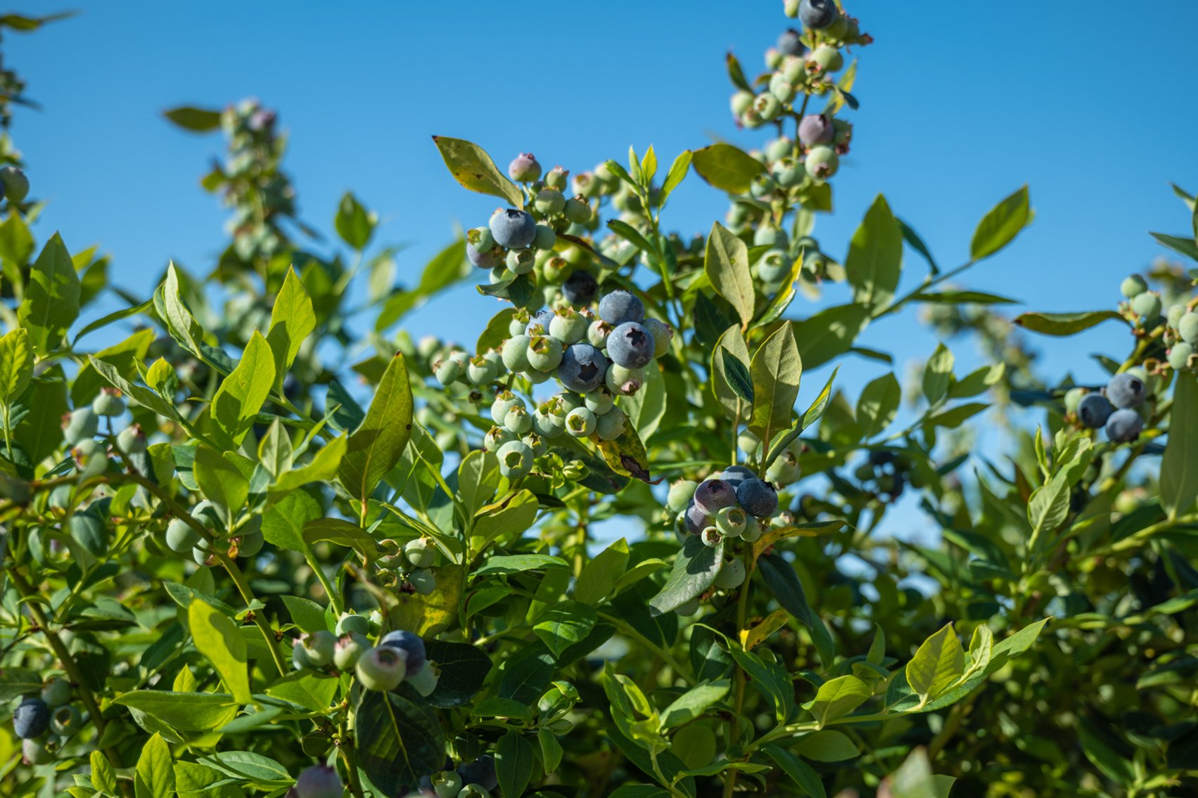 Image for Commercial Blueberry Farm on 18.28+/- Acres - Colquitt County, Georgia