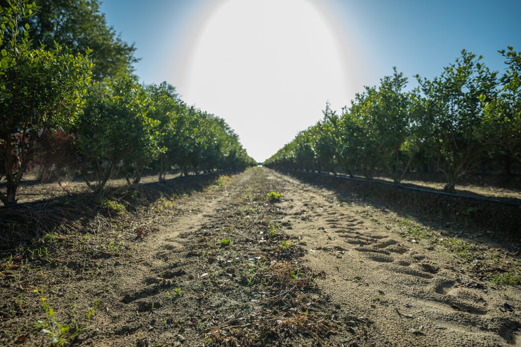 Image for Commercial Blueberry Farm on 18.28+/- Acres - Colquitt County, Georgia