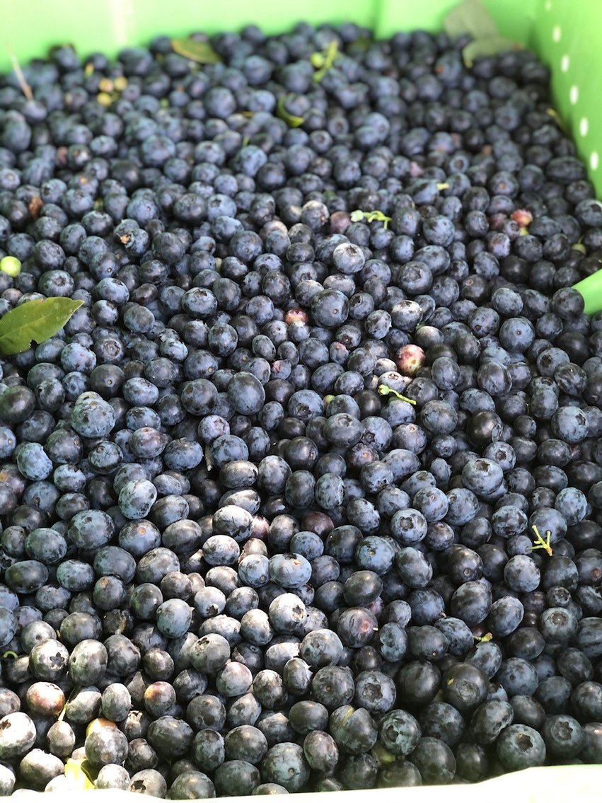 Image for Commercial Blueberry Farm on 18.28+/- Acres - Colquitt County, Georgia