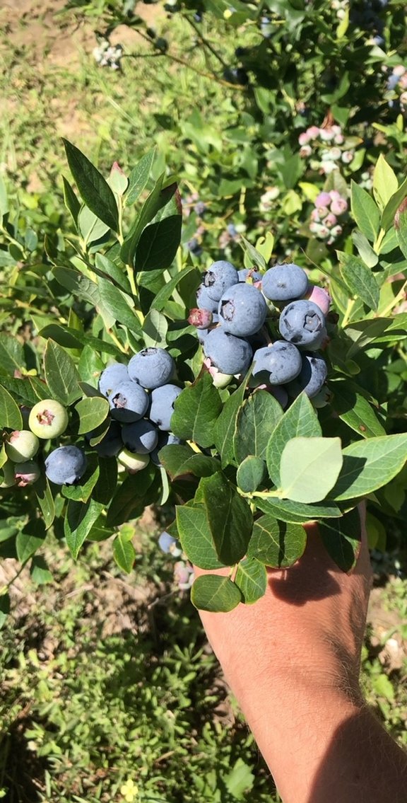 Image for Commercial Blueberry Farm on 18.28+/- Acres - Colquitt County, Georgia