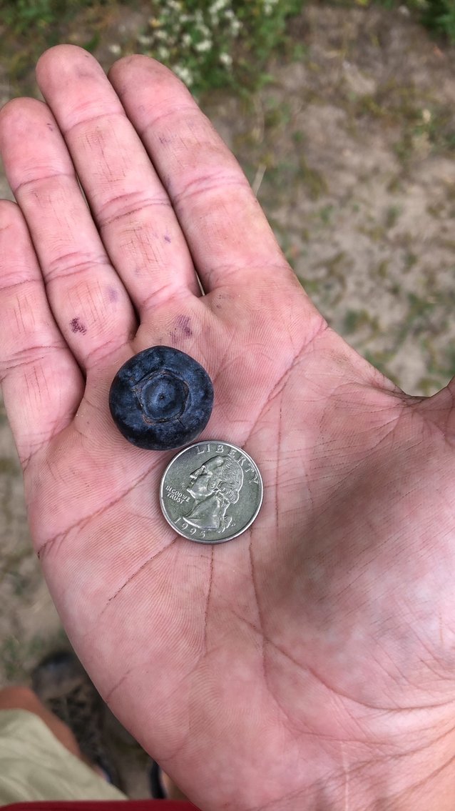 Image for Commercial Blueberry Farm on 18.28+/- Acres - Colquitt County, Georgia