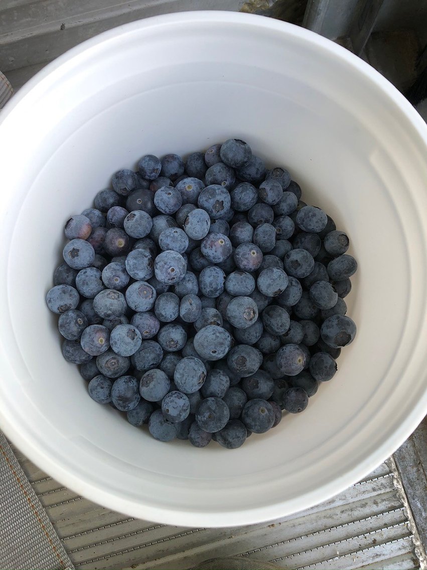 Image for Commercial Blueberry Farm on 18.28+/- Acres - Colquitt County, Georgia