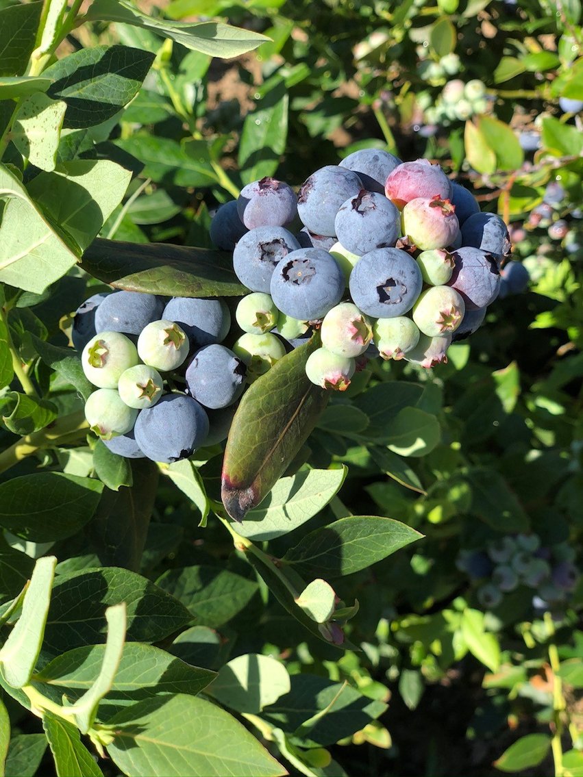 Image for Commercial Blueberry Farm on 18.28+/- Acres - Colquitt County, Georgia