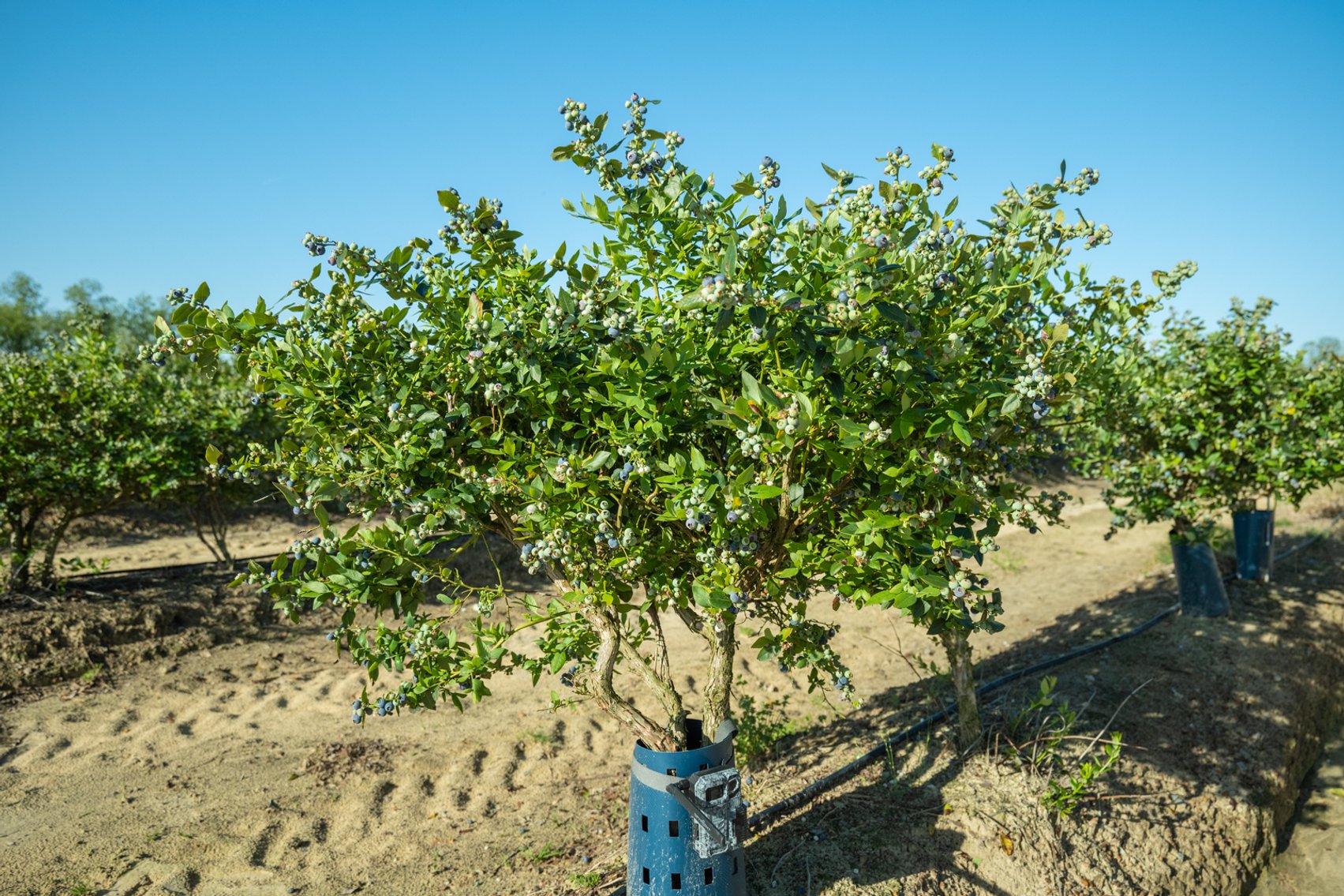 Image for Commercial Blueberry Farm on 18.28+/- Acres - Colquitt County, Georgia
