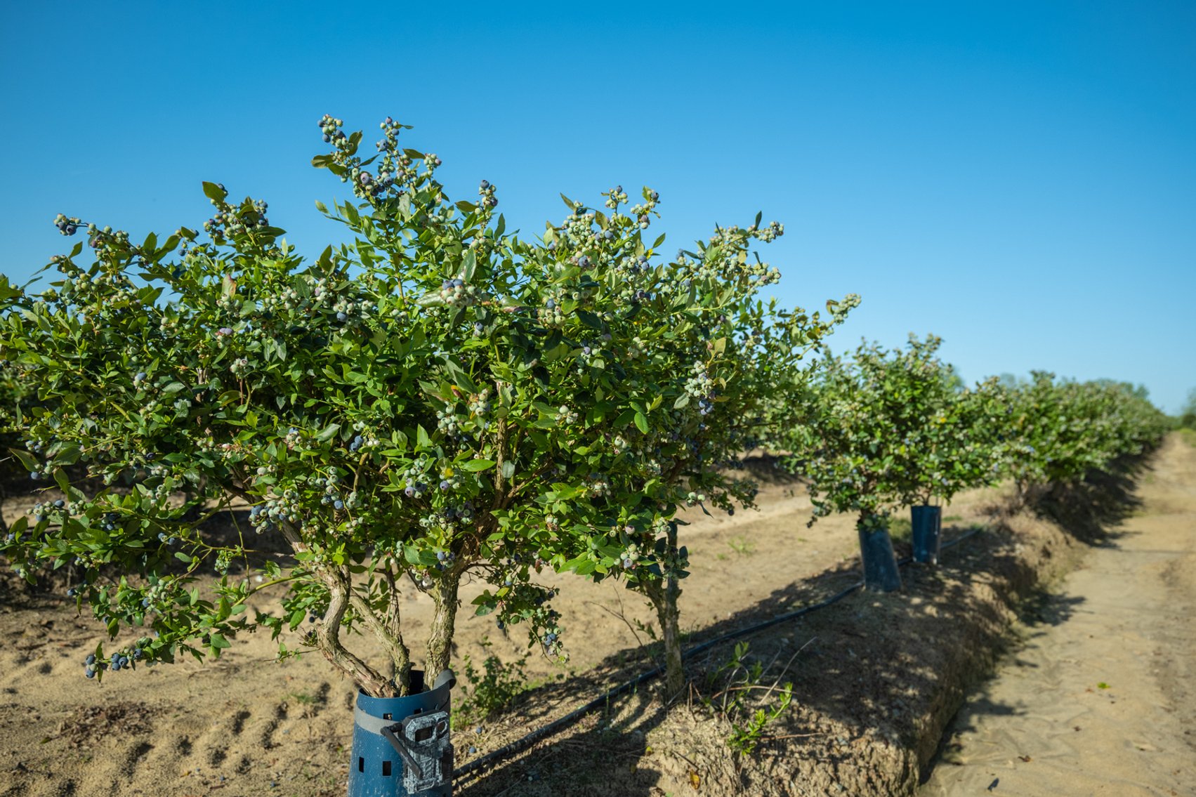 Image for Commercial Blueberry Farm on 18.28+/- Acres - Colquitt County, Georgia