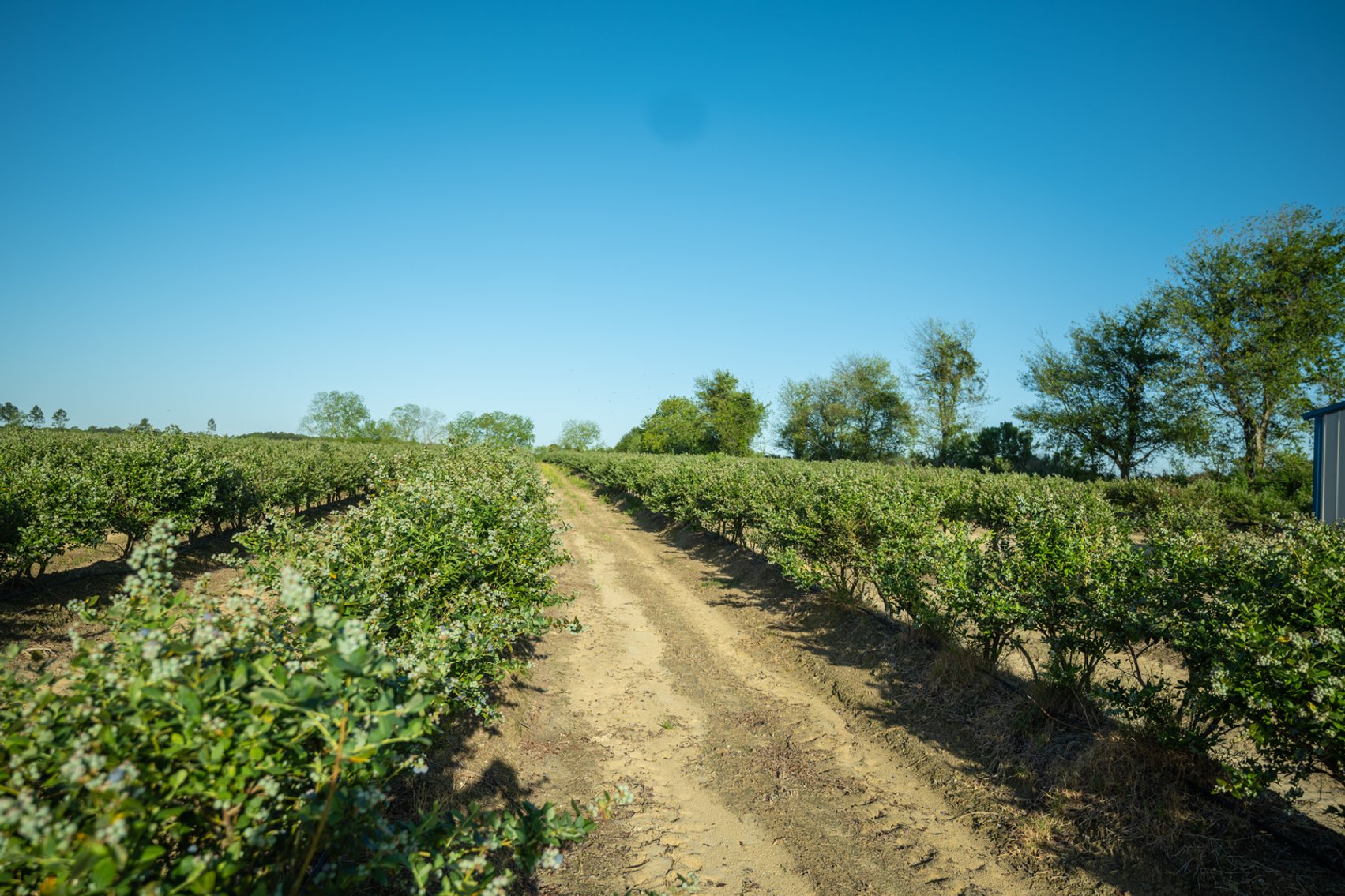 Image for Commercial Blueberry Farm on 18.28+/- Acres - Colquitt County, Georgia