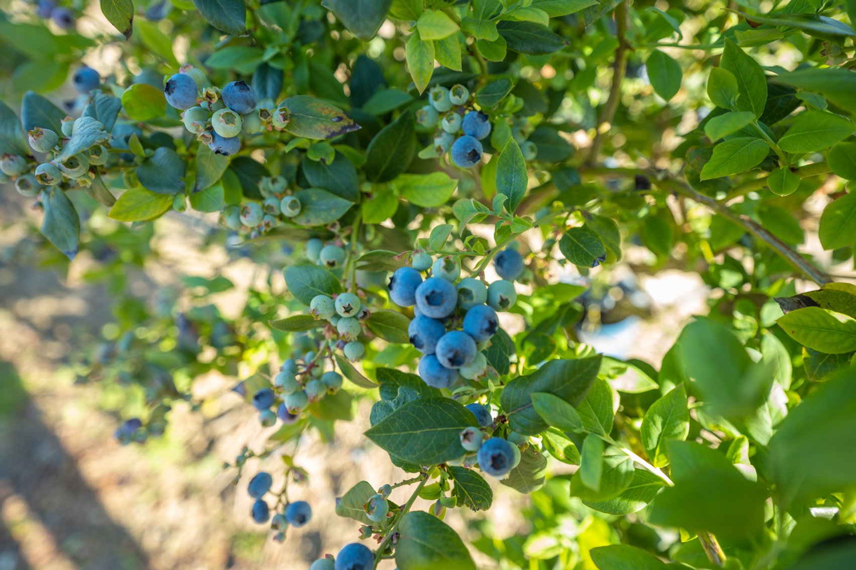 Image for Commercial Blueberry Farm on 18.28+/- Acres - Colquitt County, Georgia