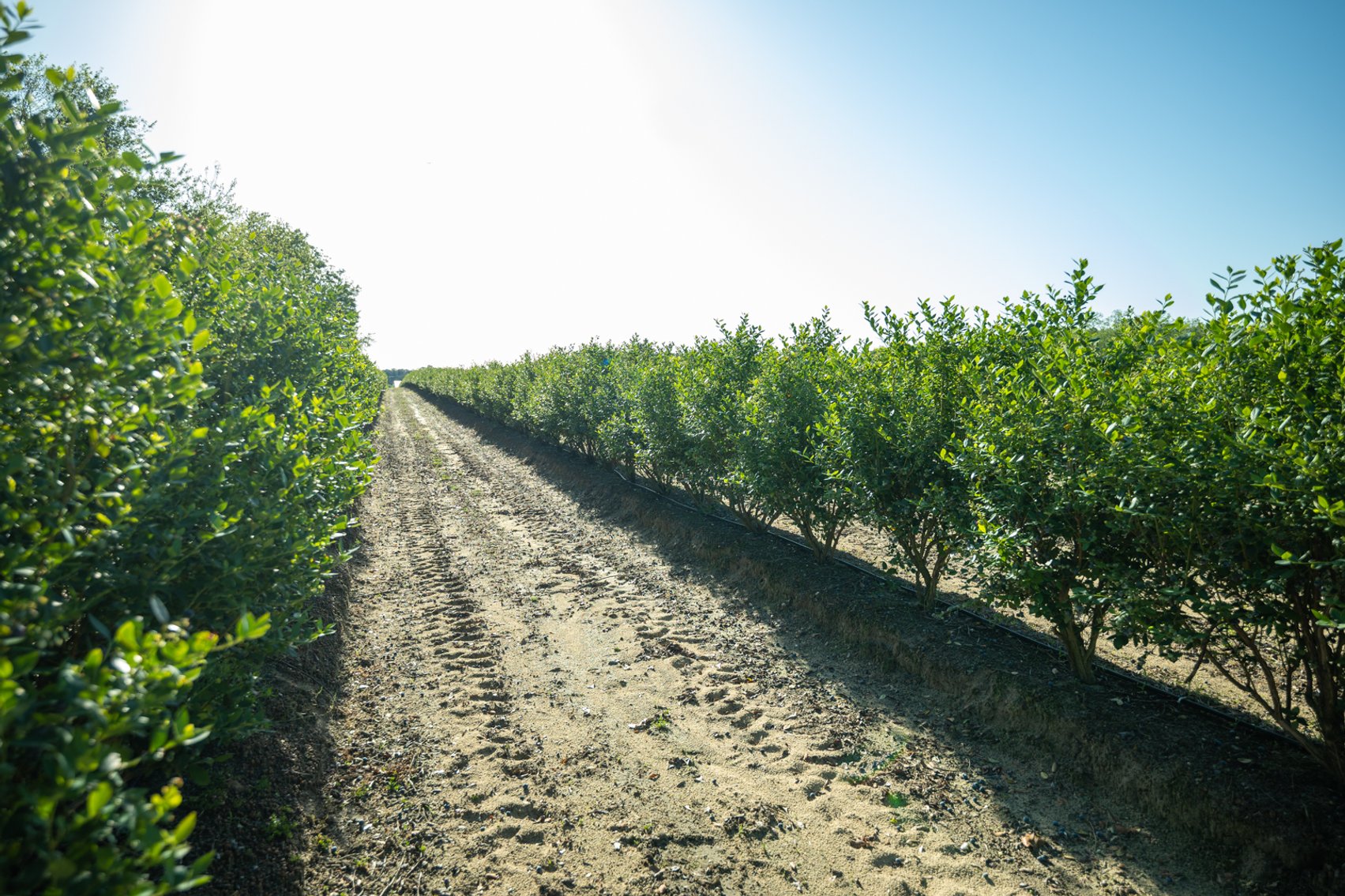 Image for Commercial Blueberry Farm on 18.28+/- Acres - Colquitt County, Georgia