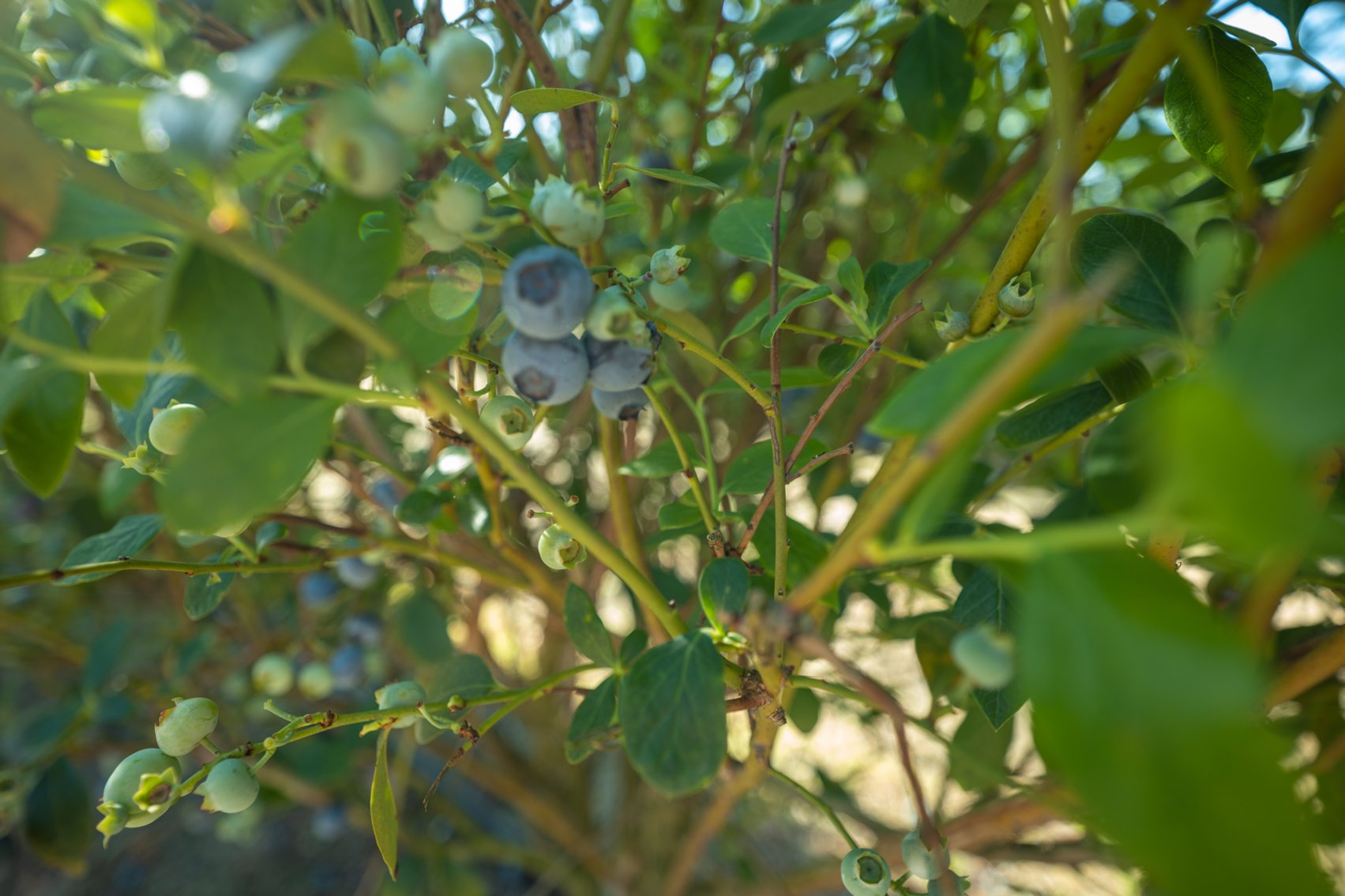 Image for Commercial Blueberry Farm on 18.28+/- Acres - Colquitt County, Georgia