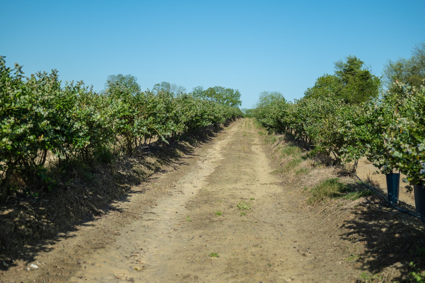 Image for Commercial Blueberry Farm on 18.28+/- Acres - Colquitt County, Georgia