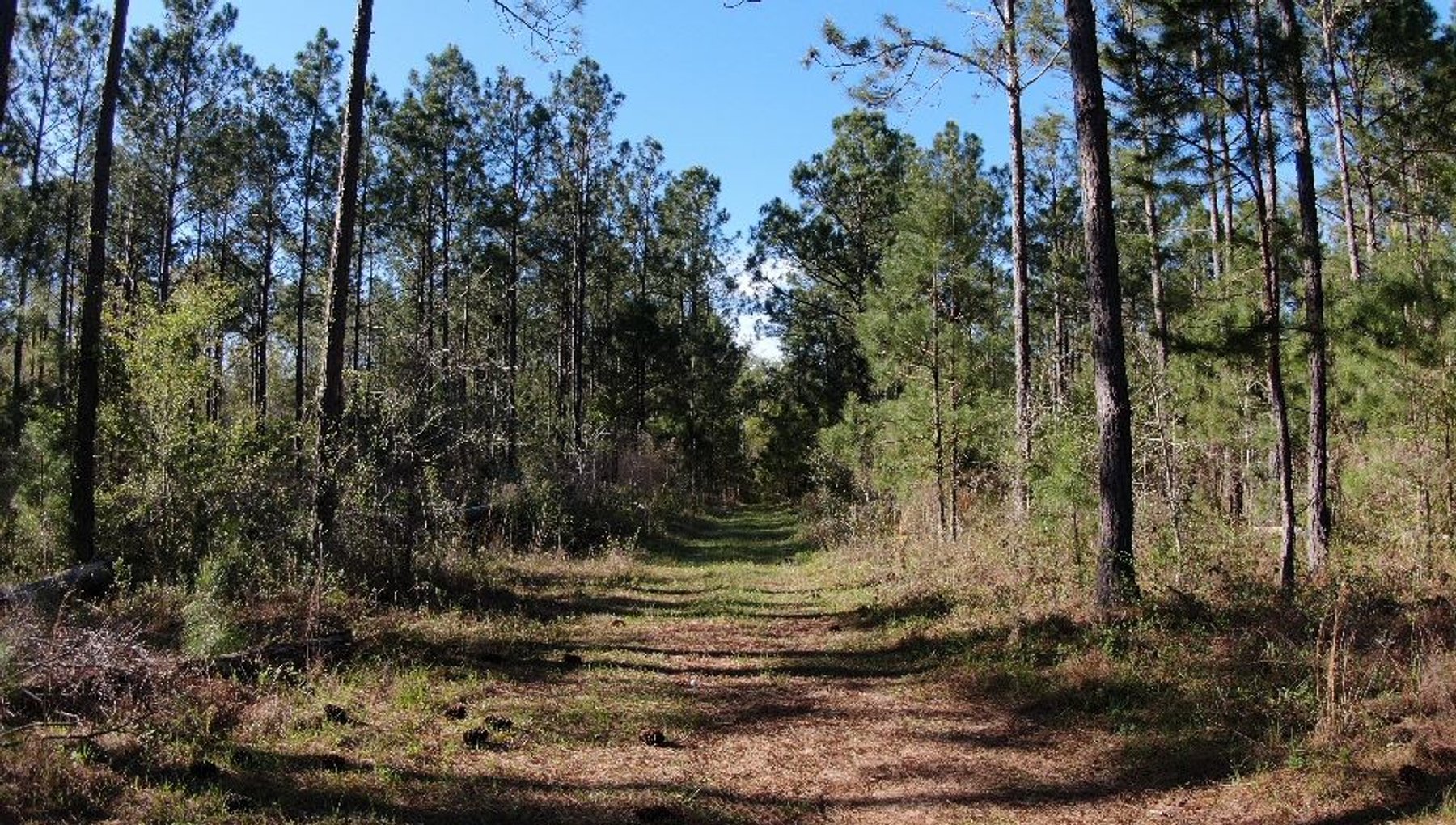 Image for 11.8 +/- Acres Covey Cove at Goose Hollow