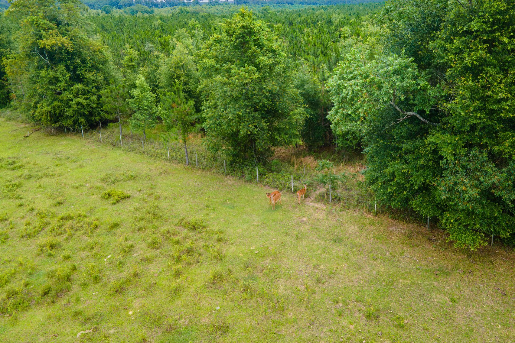 Image for CM Farm & Cattle – 125+/- Acres Pristine Madison County Acreage w/ Beautiful Custom Home & Improvements
