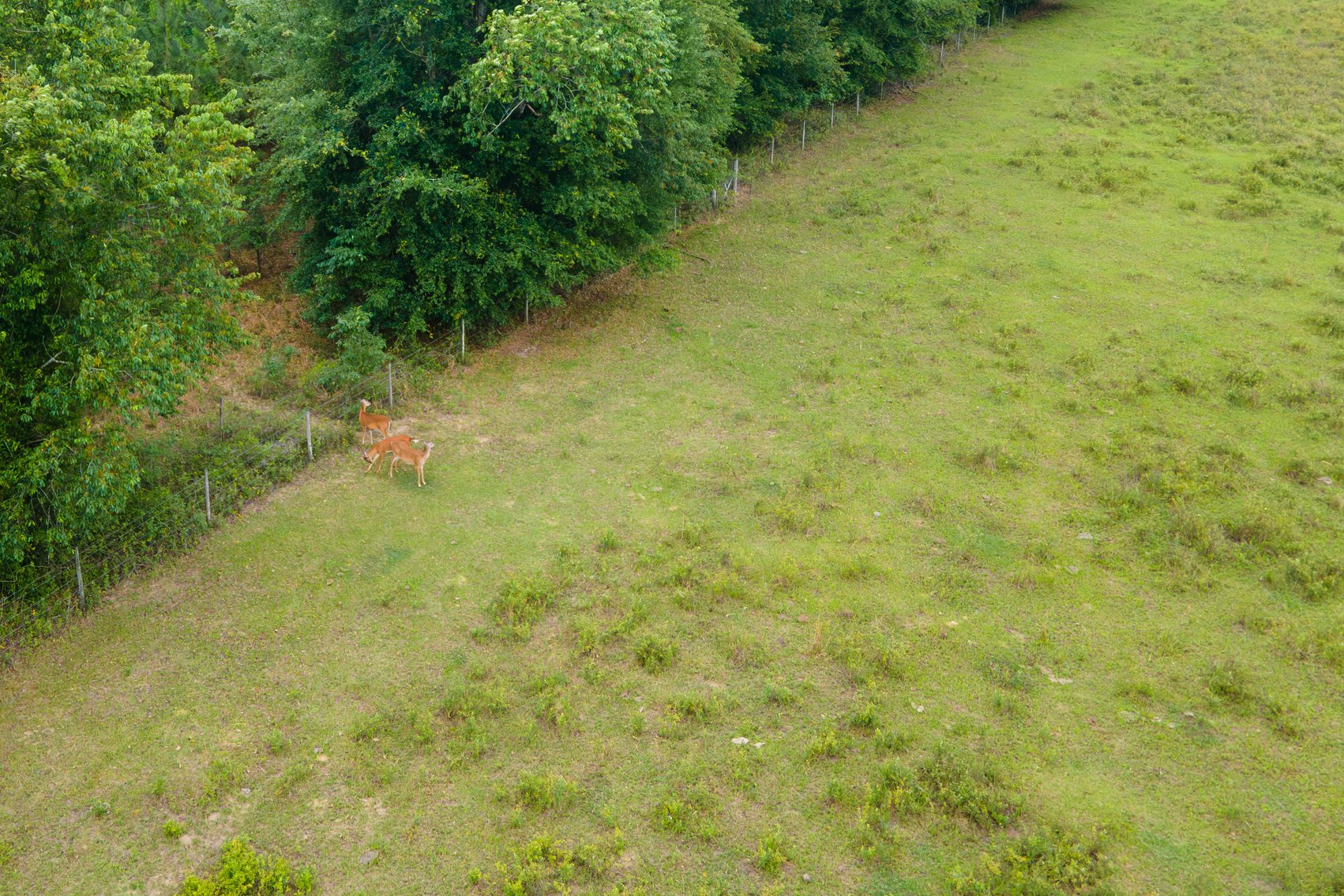 Image for CM Farm & Cattle – 125+/- Acres Pristine Madison County Acreage w/ Beautiful Custom Home & Improvements