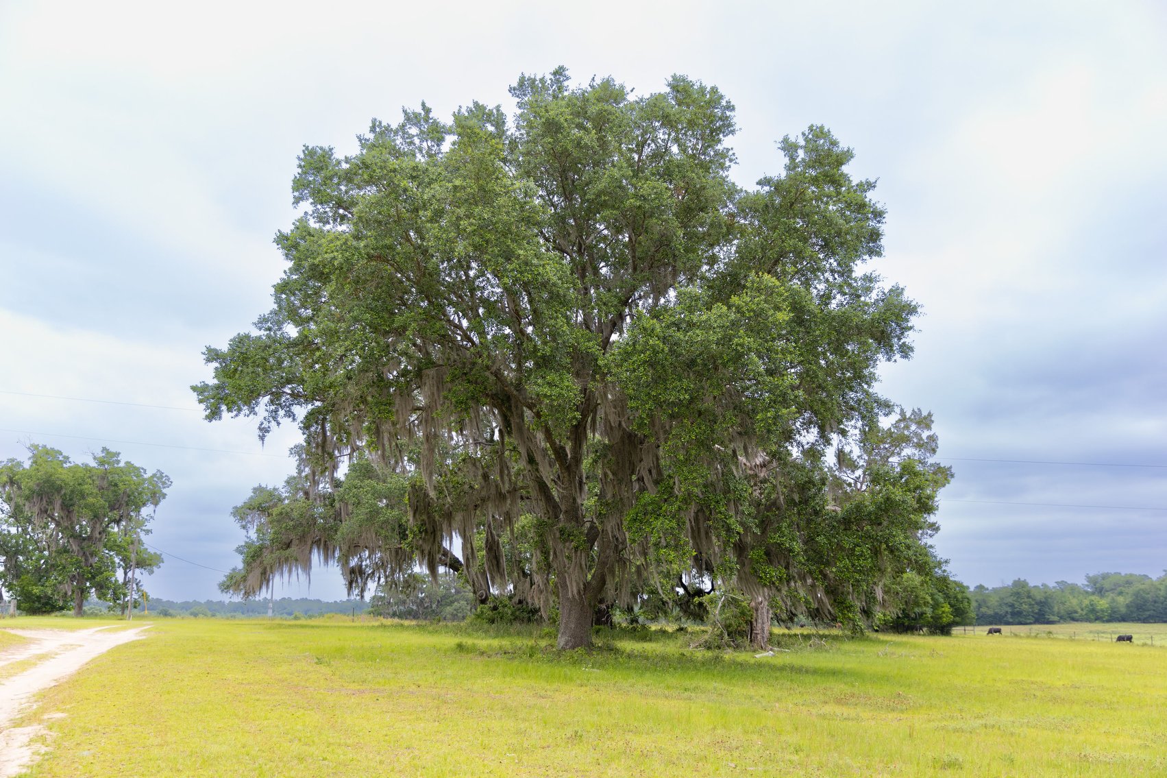 Image for CM Farm & Cattle – 125+/- Acres Pristine Madison County Acreage w/ Beautiful Custom Home & Improvements