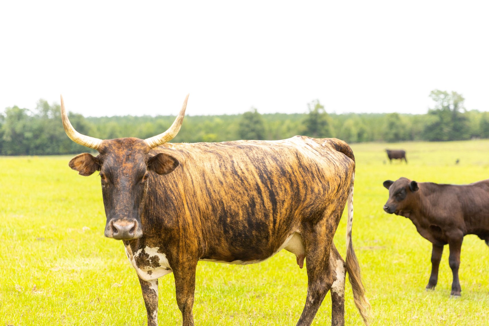 Image for CM Farm & Cattle – 125+/- Acres Pristine Madison County Acreage w/ Beautiful Custom Home & Improvements