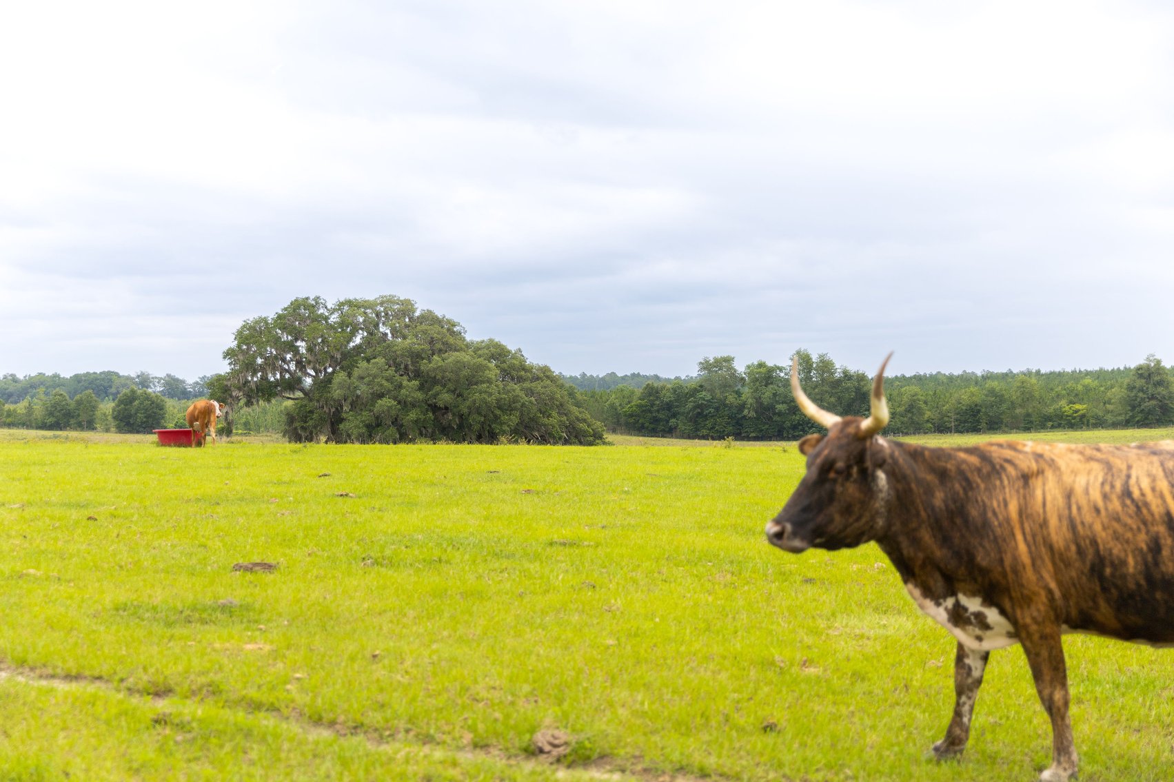 Image for CM Farm & Cattle – 125+/- Acres Pristine Madison County Acreage w/ Beautiful Custom Home & Improvements
