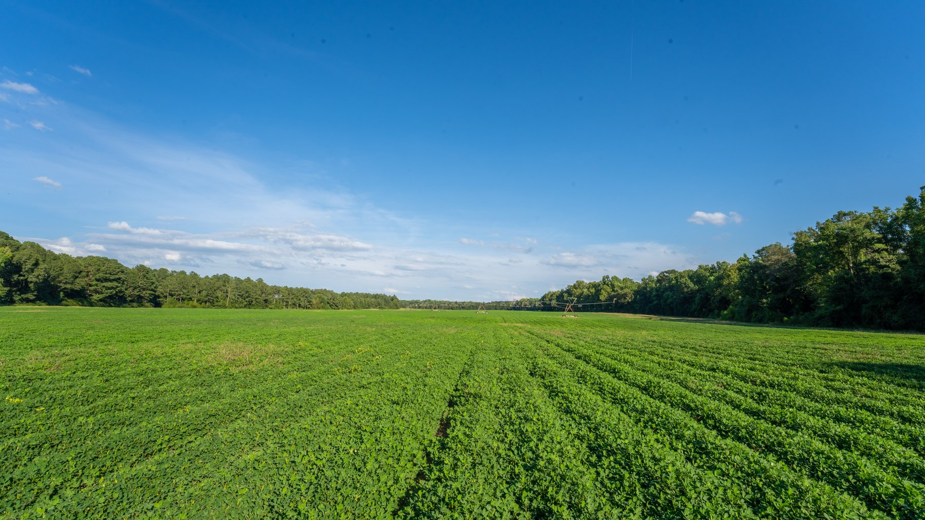 Image for 600+/- Acres - Bedenbaugh Place - Sumter County, GA