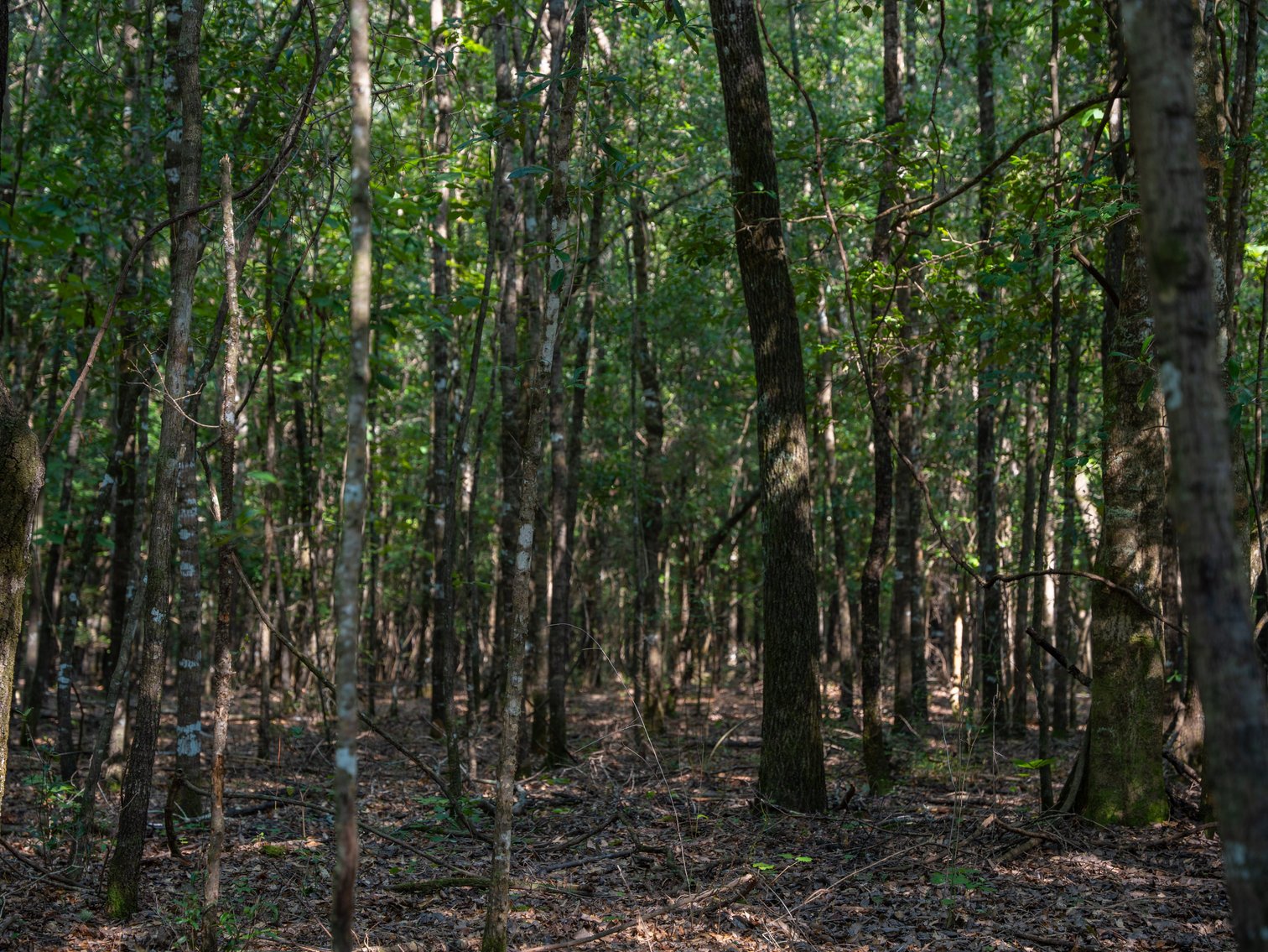 Image for 276+/- Acres - Buck Creek Place - Macon County, GA