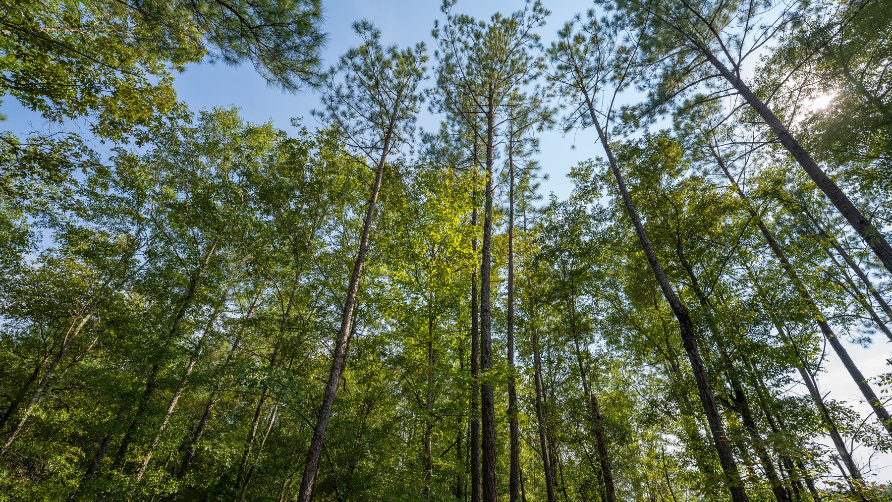 Image for 276+/- Acres - Buck Creek Place - Macon County, GA