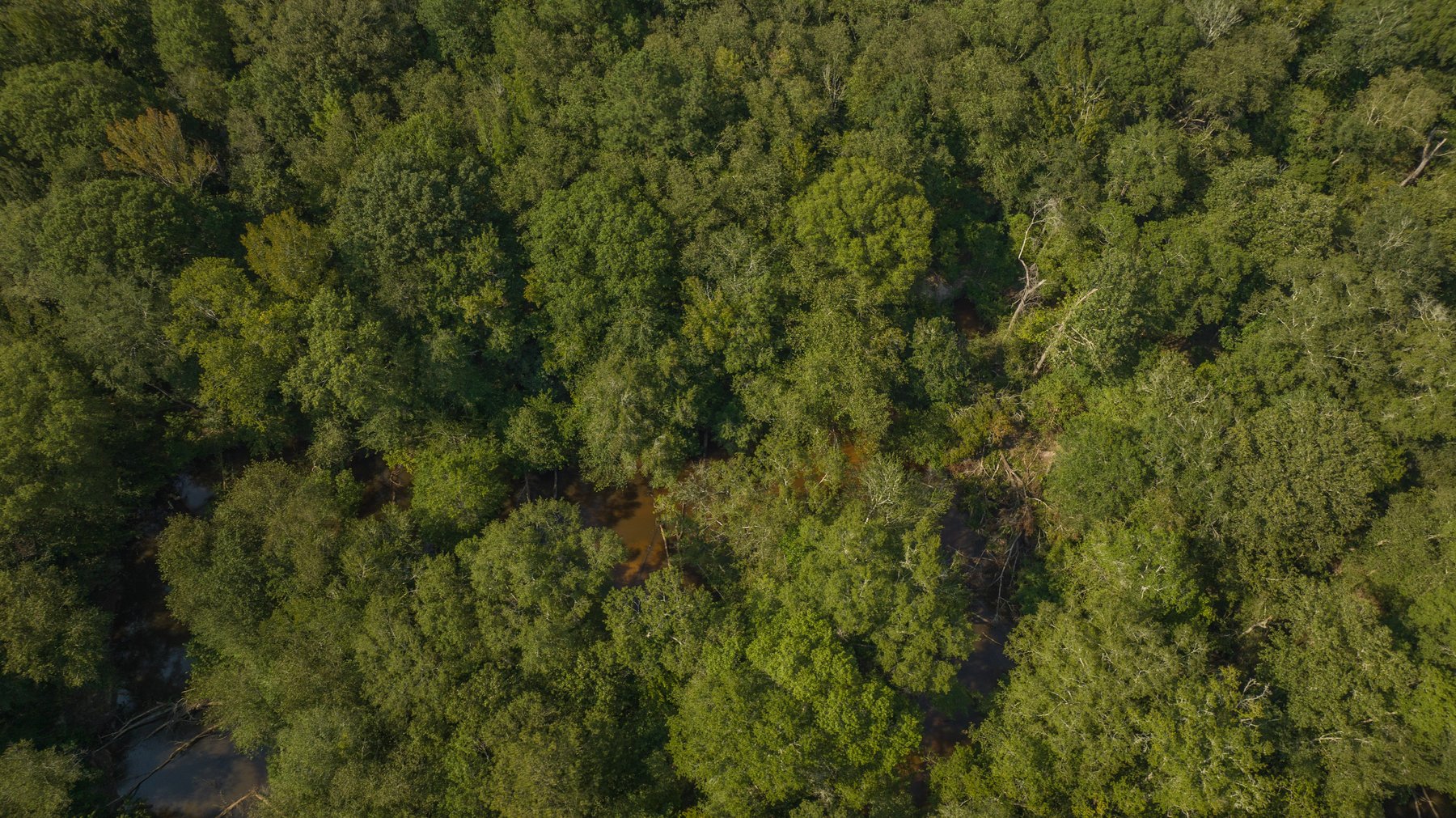 Image for 276+/- Acres - Buck Creek Place - Macon County, GA