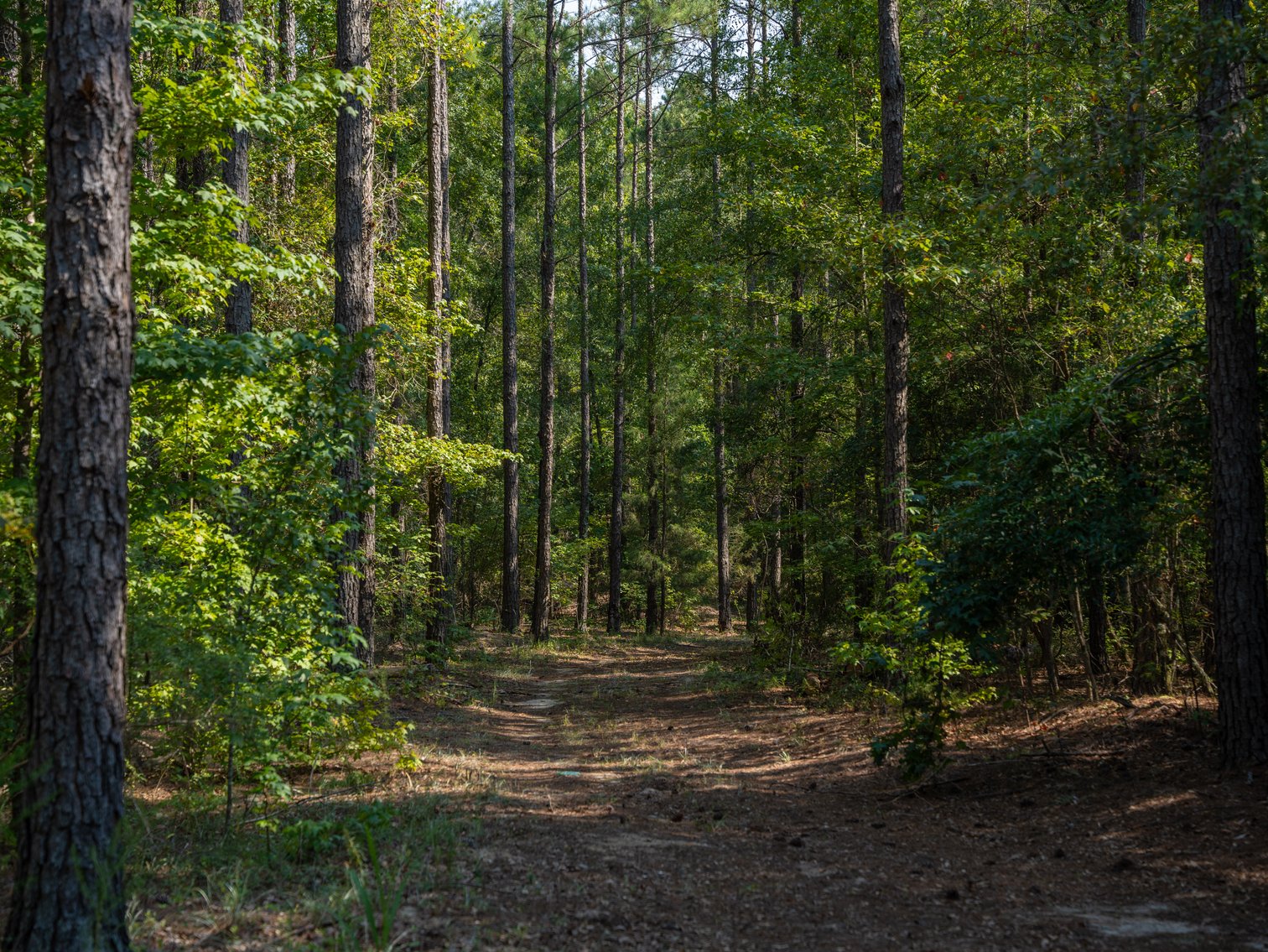 Image for 276+/- Acres - Buck Creek Place - Macon County, GA