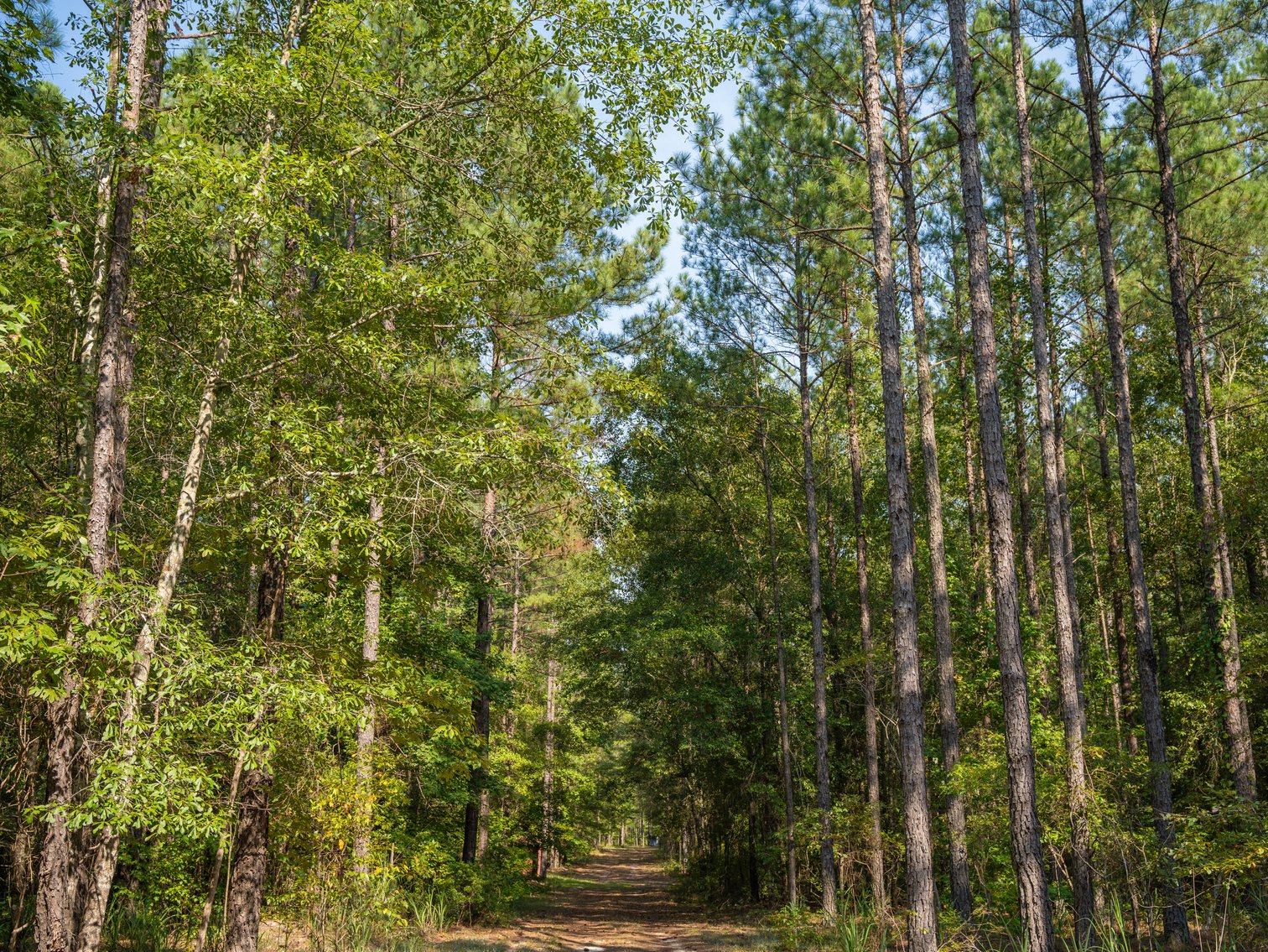 Image for 276+/- Acres - Buck Creek Place - Macon County, GA