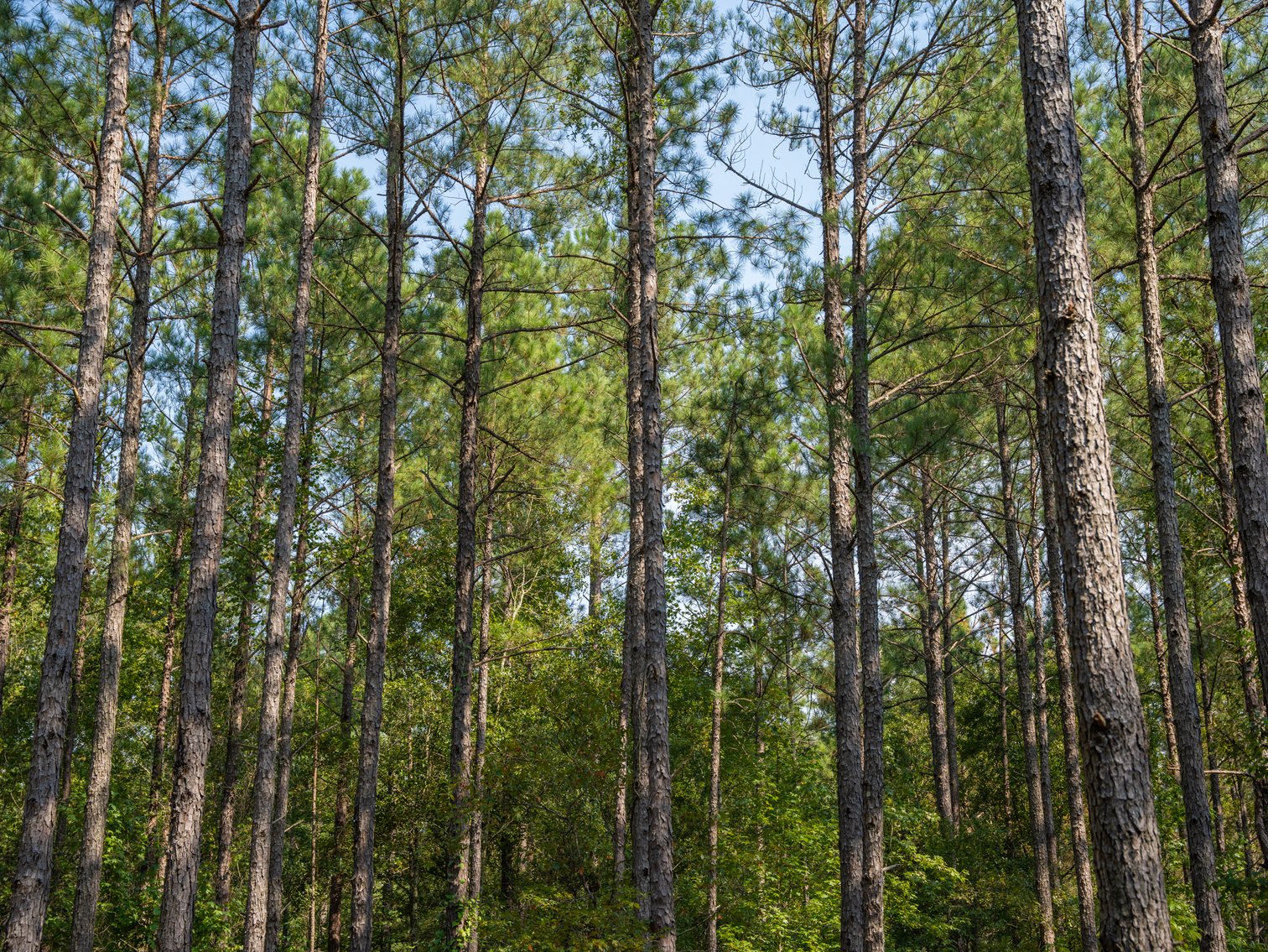 Image for 276+/- Acres - Buck Creek Place - Macon County, GA