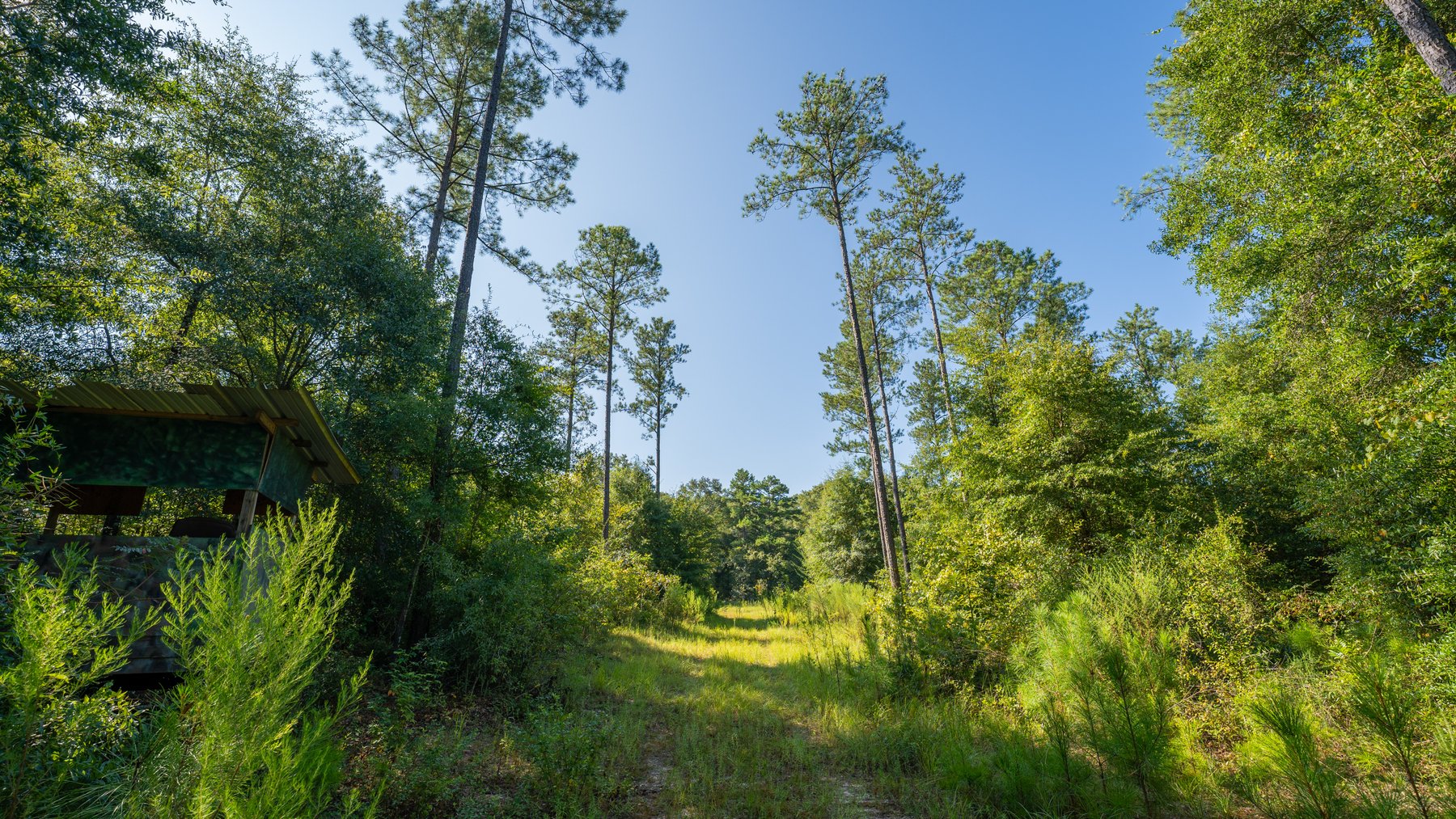 Image for 602+/- Acres - Hardwick Place - Henry County, AL