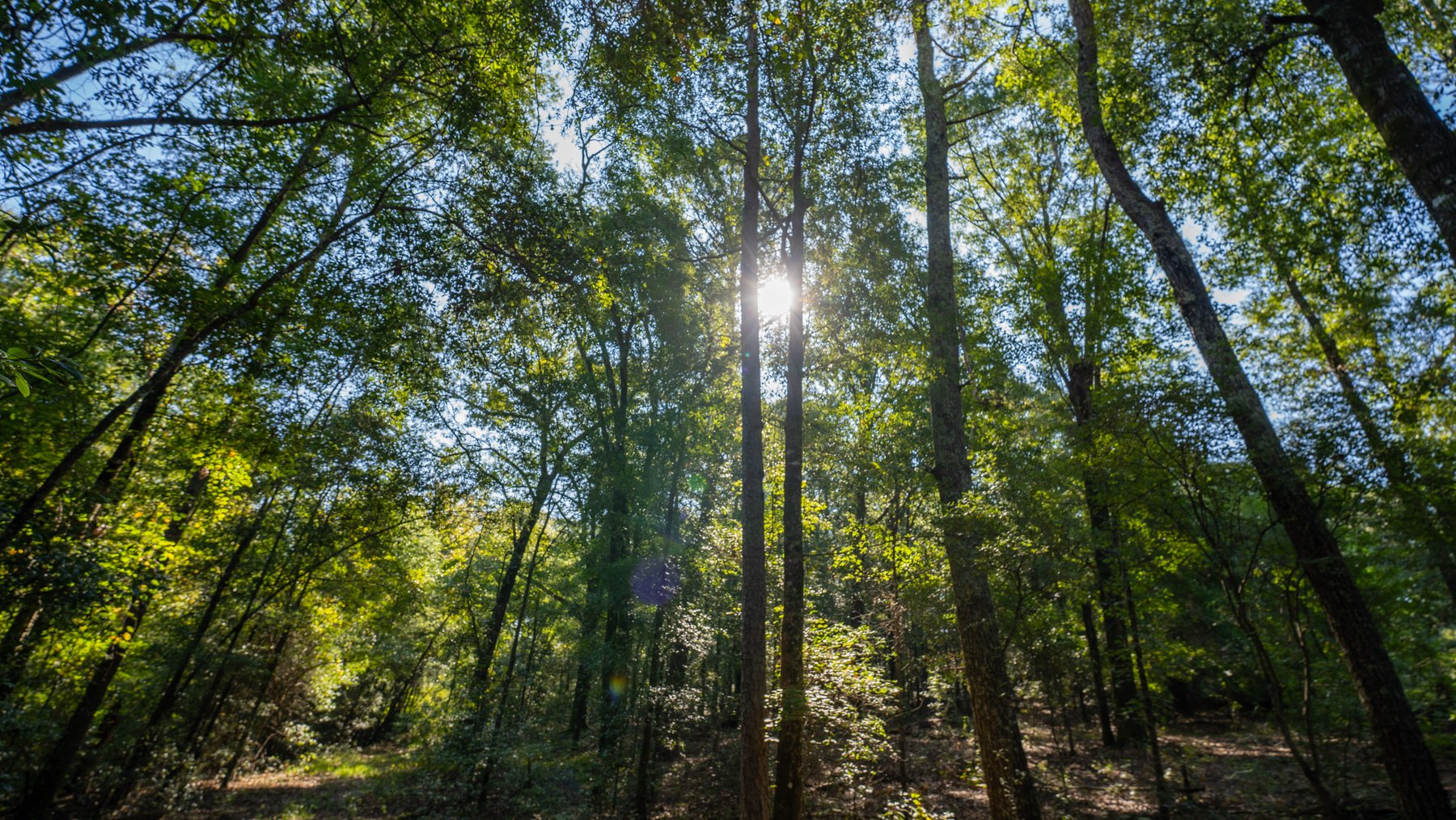 Image for 602+/- Acres - Hardwick Place - Henry County, AL